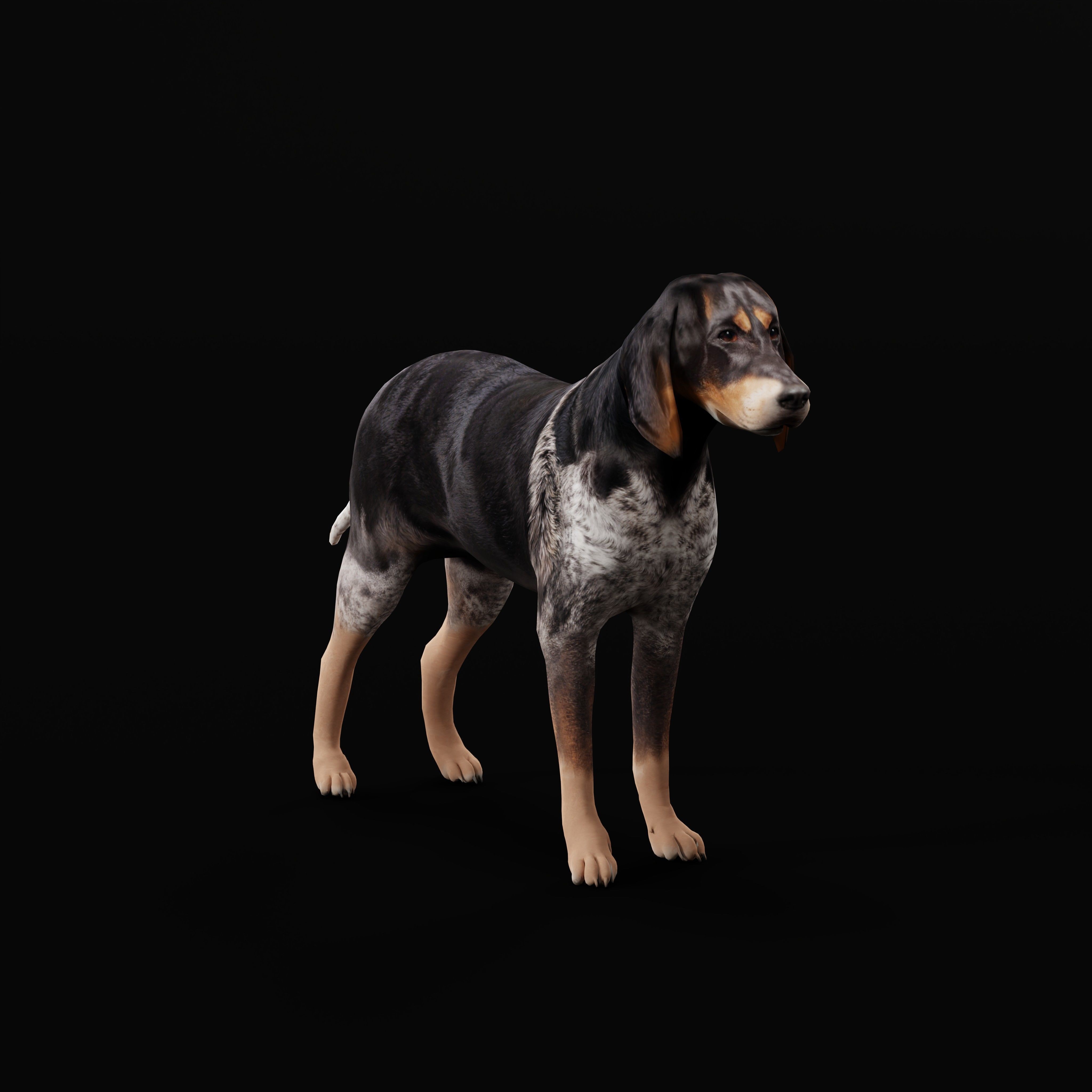 Grand Bleu De Gascogne Dog - Low-Poly Game-Ready 3D Model - View 5