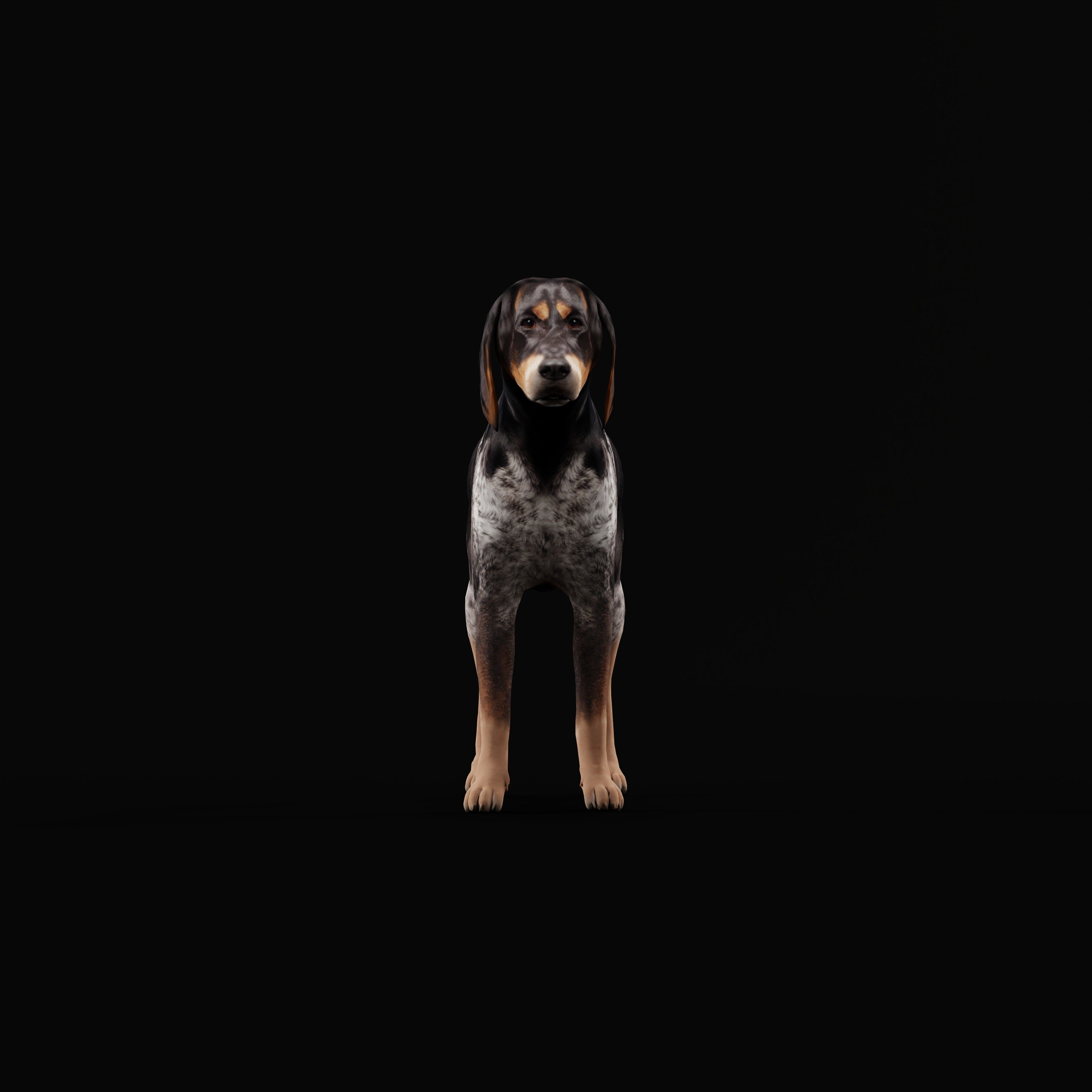 Grand Bleu De Gascogne Dog - Low-Poly Game-Ready 3D Model - View 6