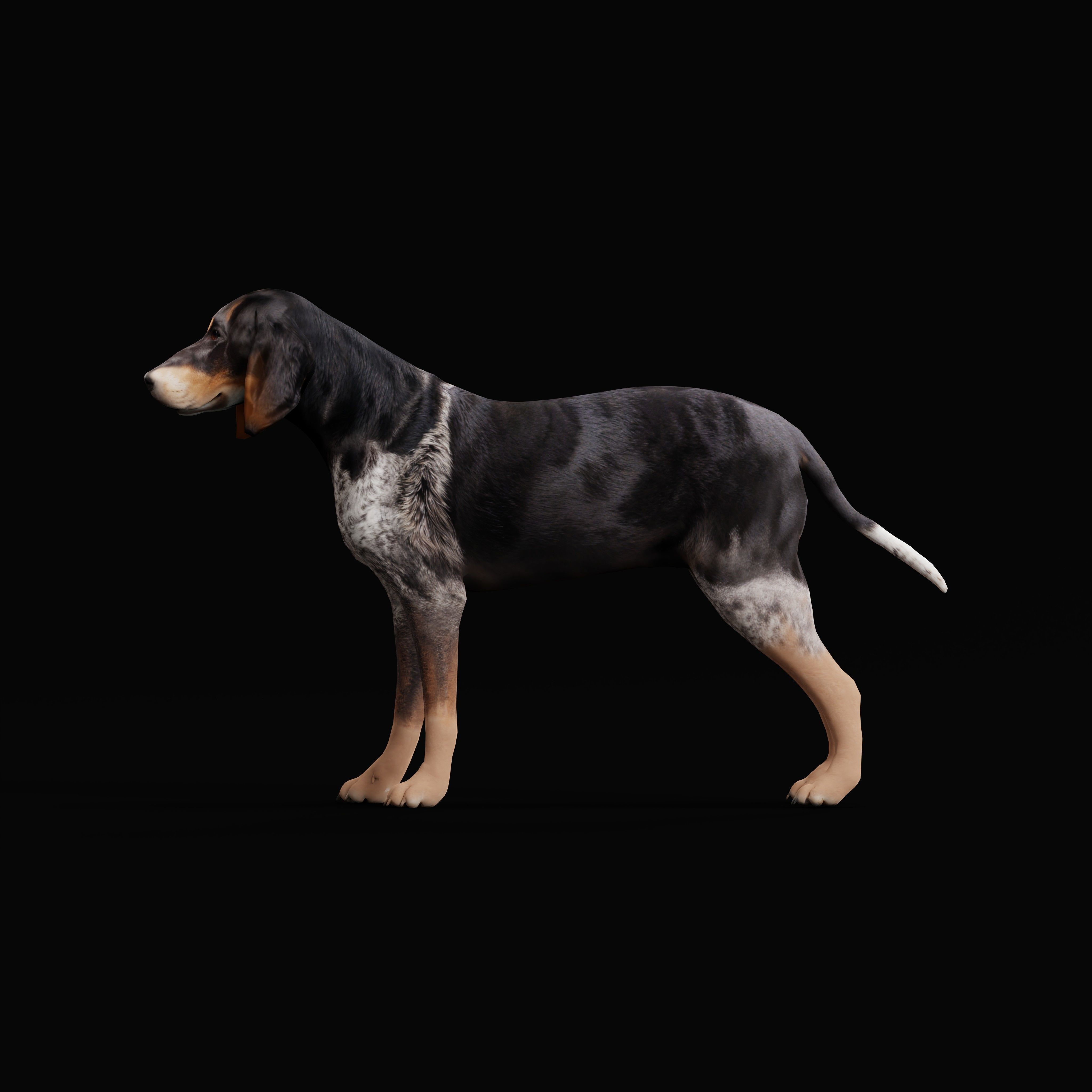 Grand Bleu De Gascogne Dog - Low-Poly Game-Ready 3D Model - View 7