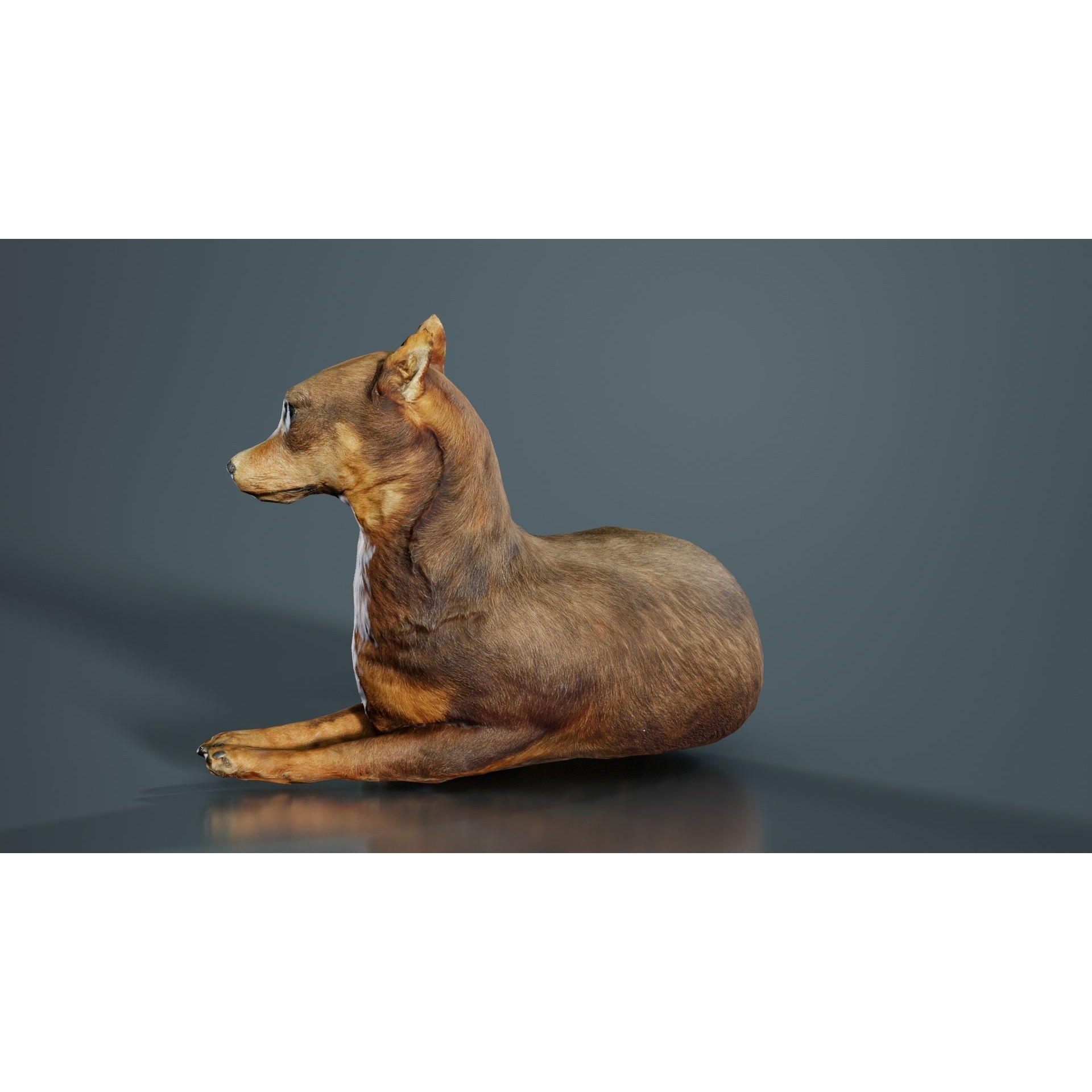 Dog - Low-Poly Game-Ready 3D Model - View 10
