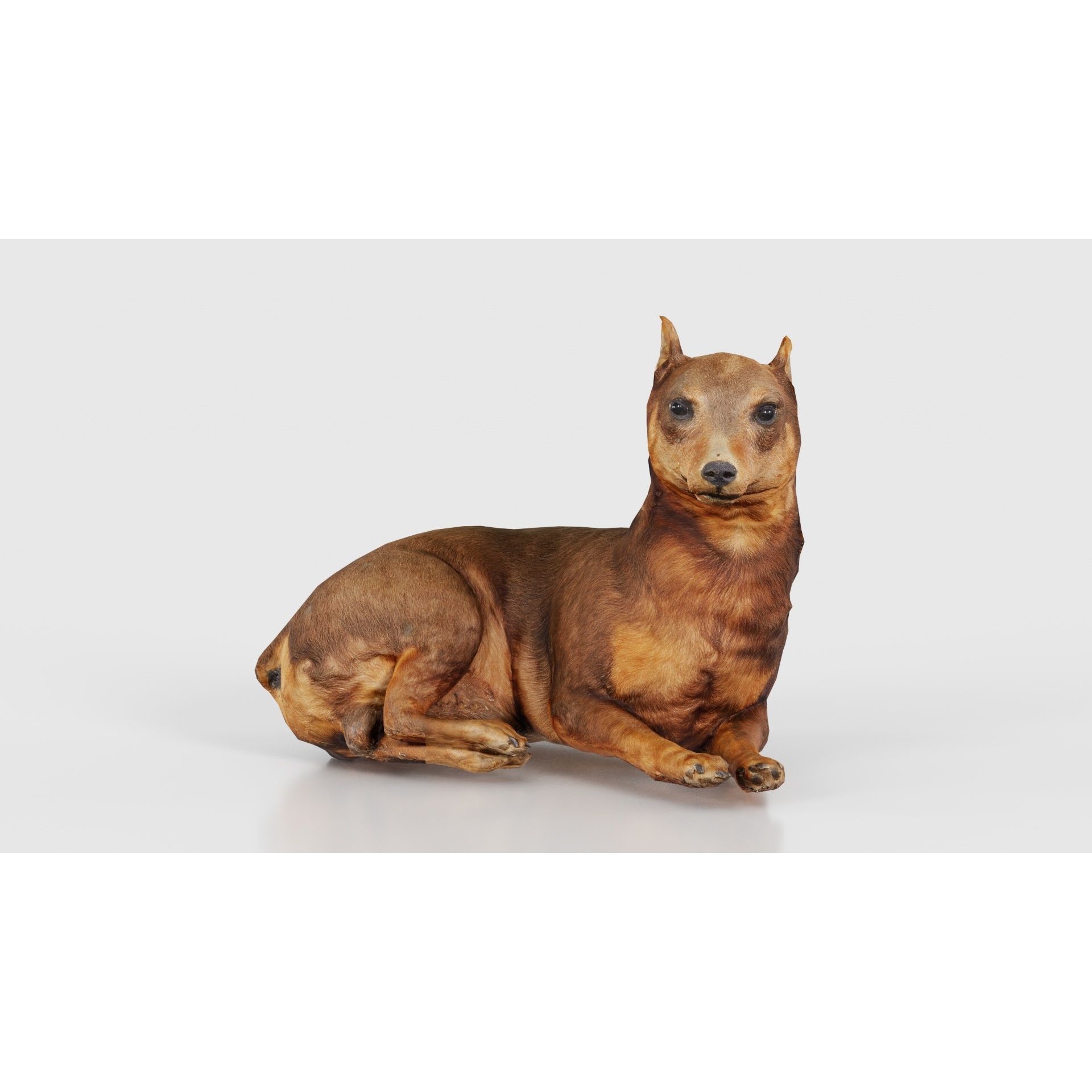 Dog - Low-Poly Game-Ready 3D Model - View 17