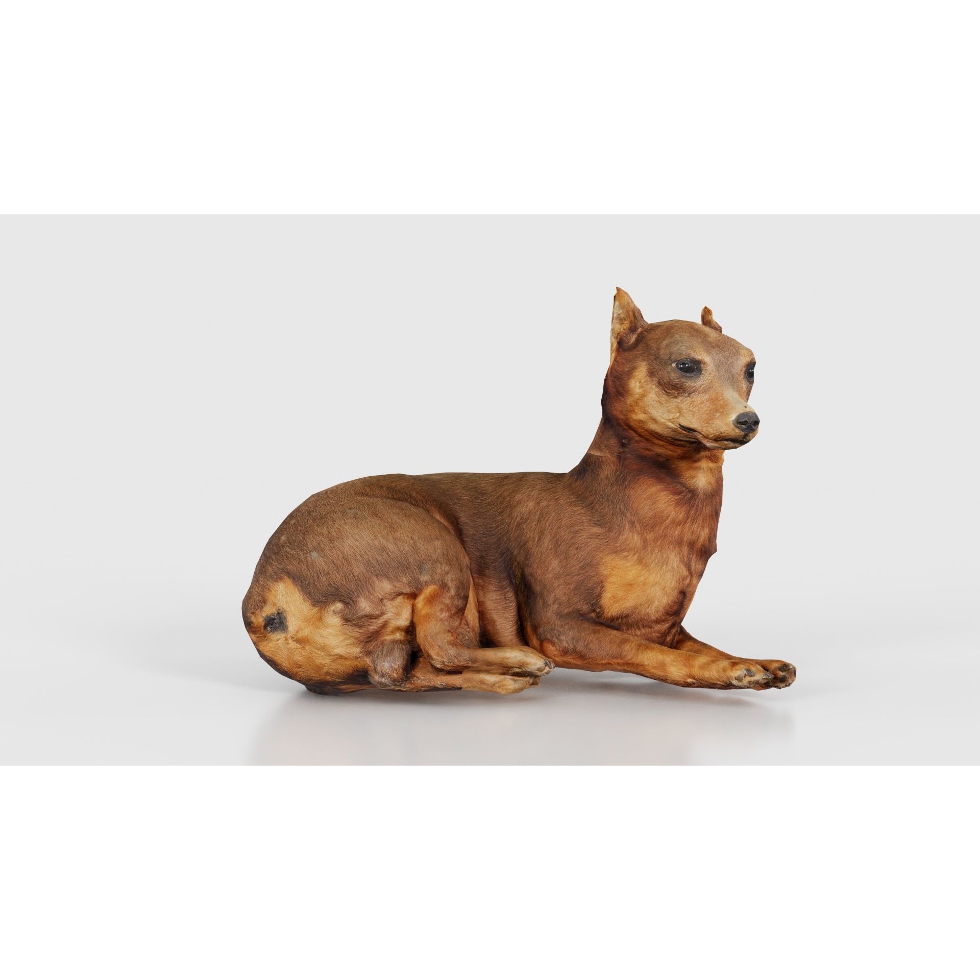 Dog - Low-Poly Game-Ready 3D Model - View 18