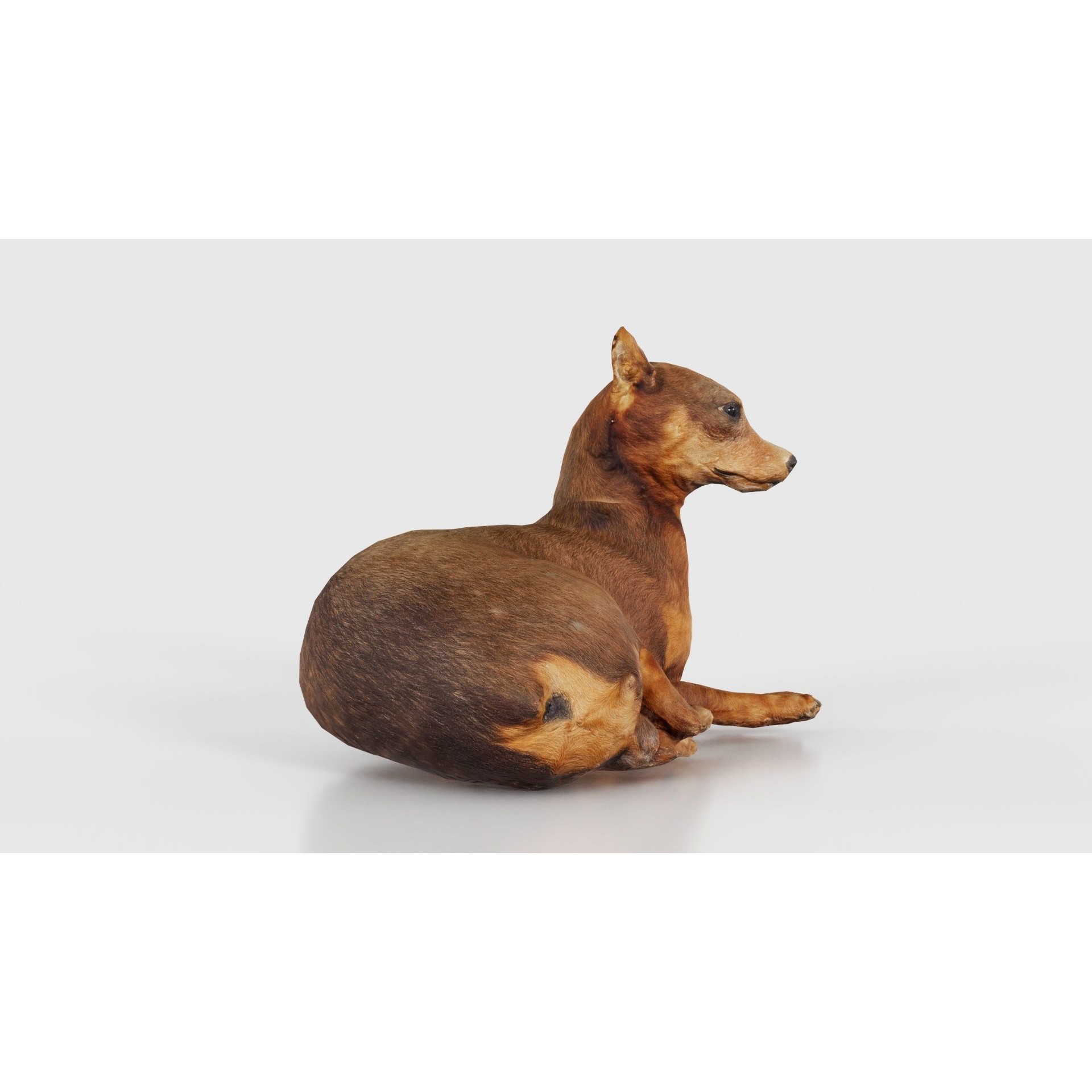 Dog - Low-Poly Game-Ready 3D Model - View 20
