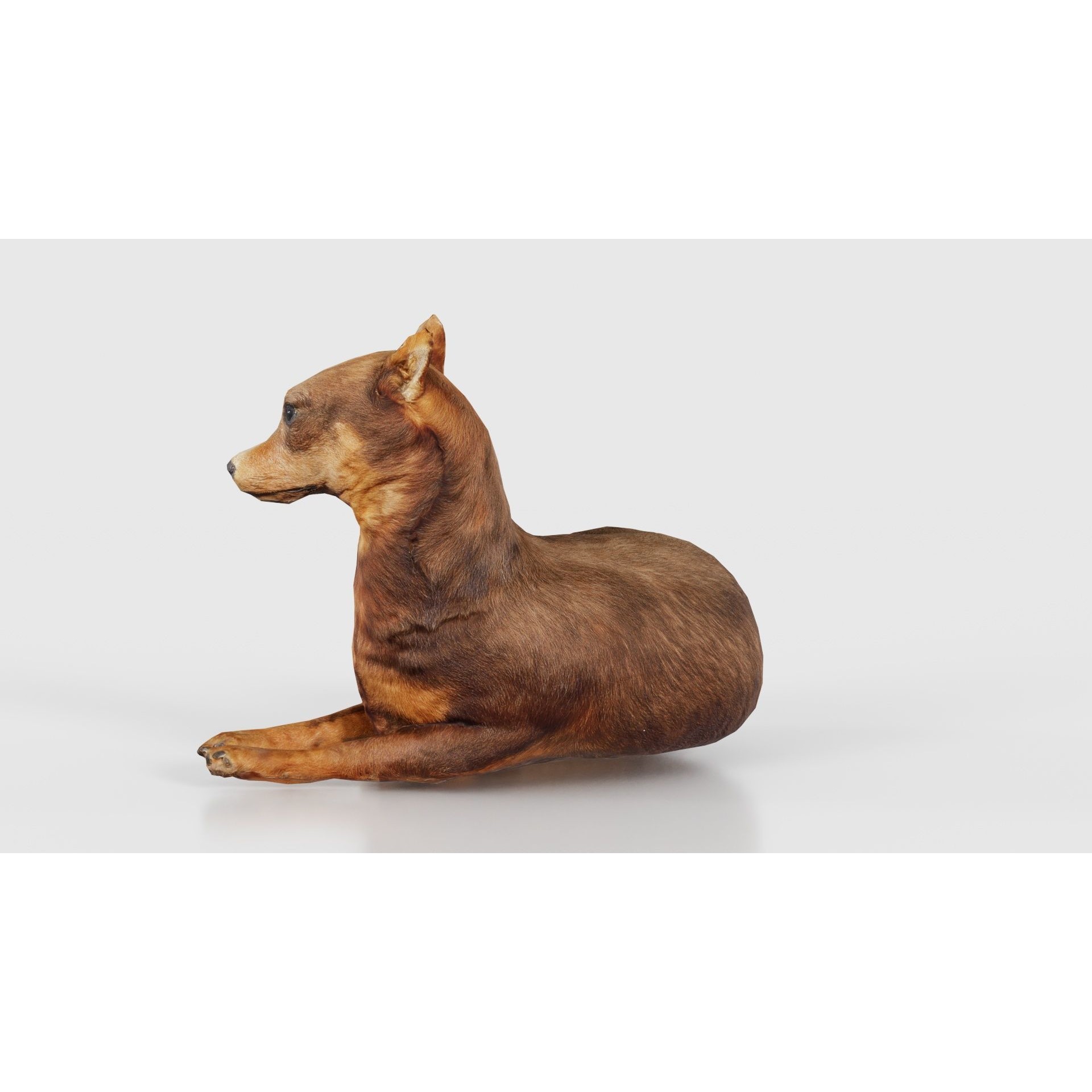 Dog - Low-Poly Game-Ready 3D Model - View 26