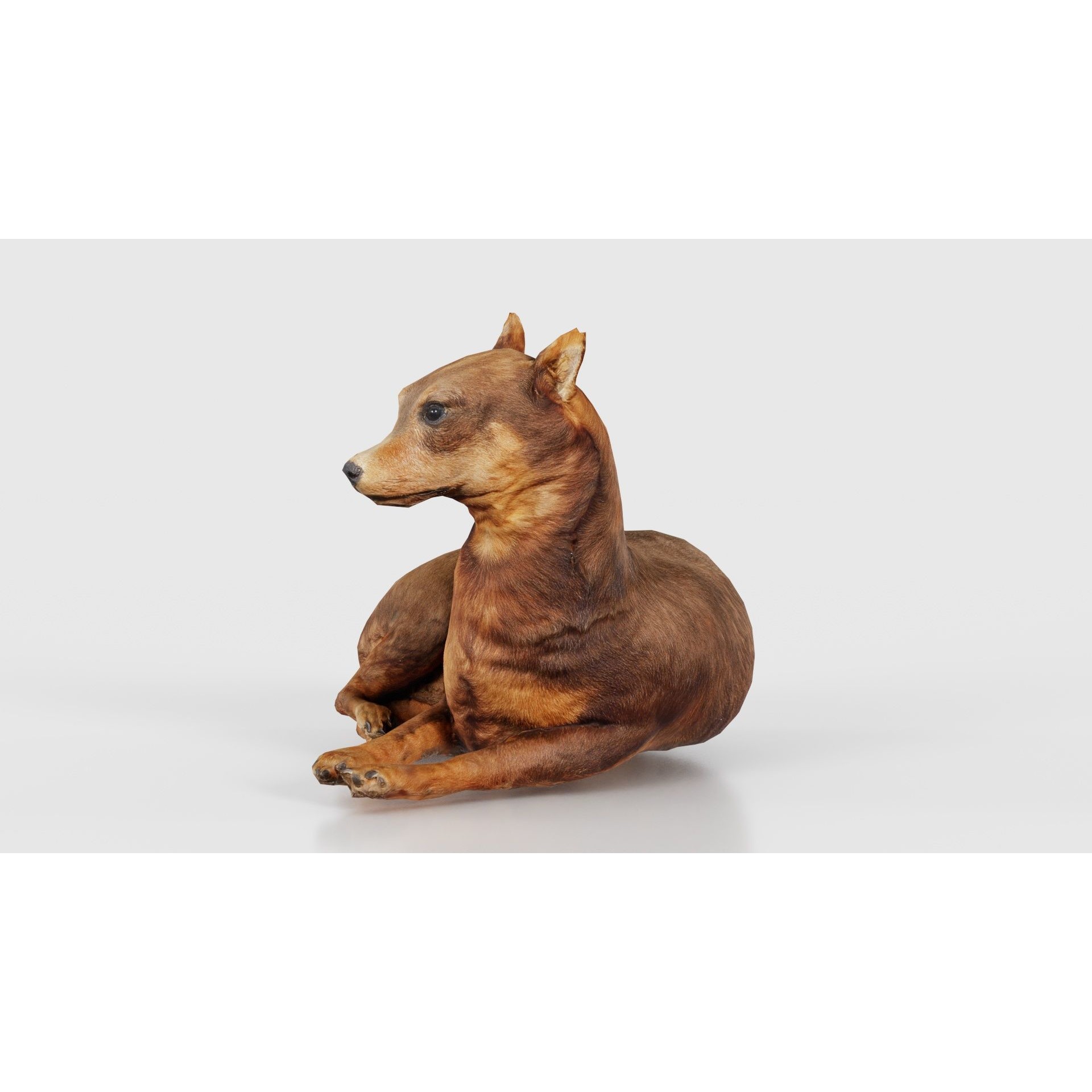 Dog - Low-Poly Game-Ready 3D Model - View 27