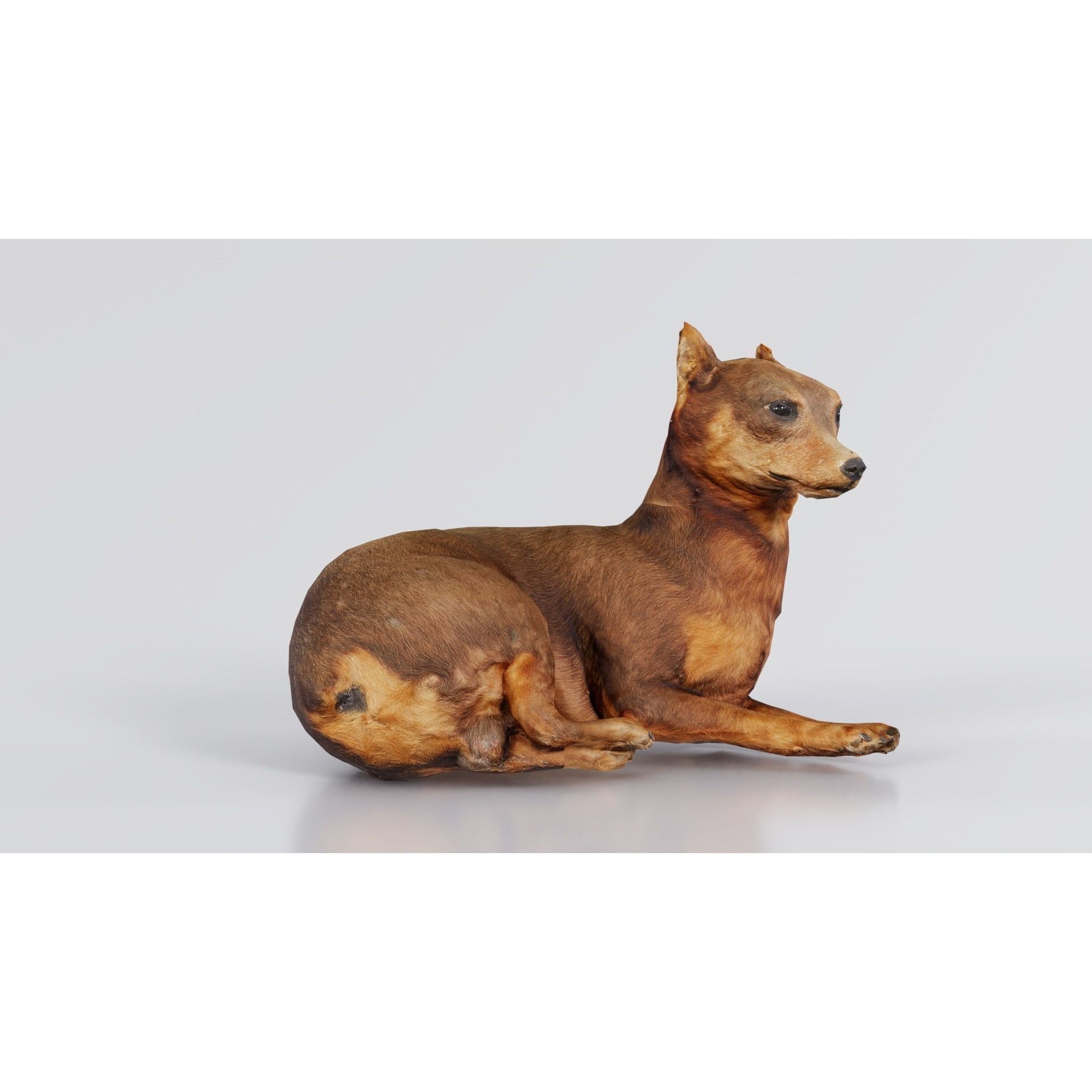 Dog - Low-Poly Game-Ready 3D Model - View 5