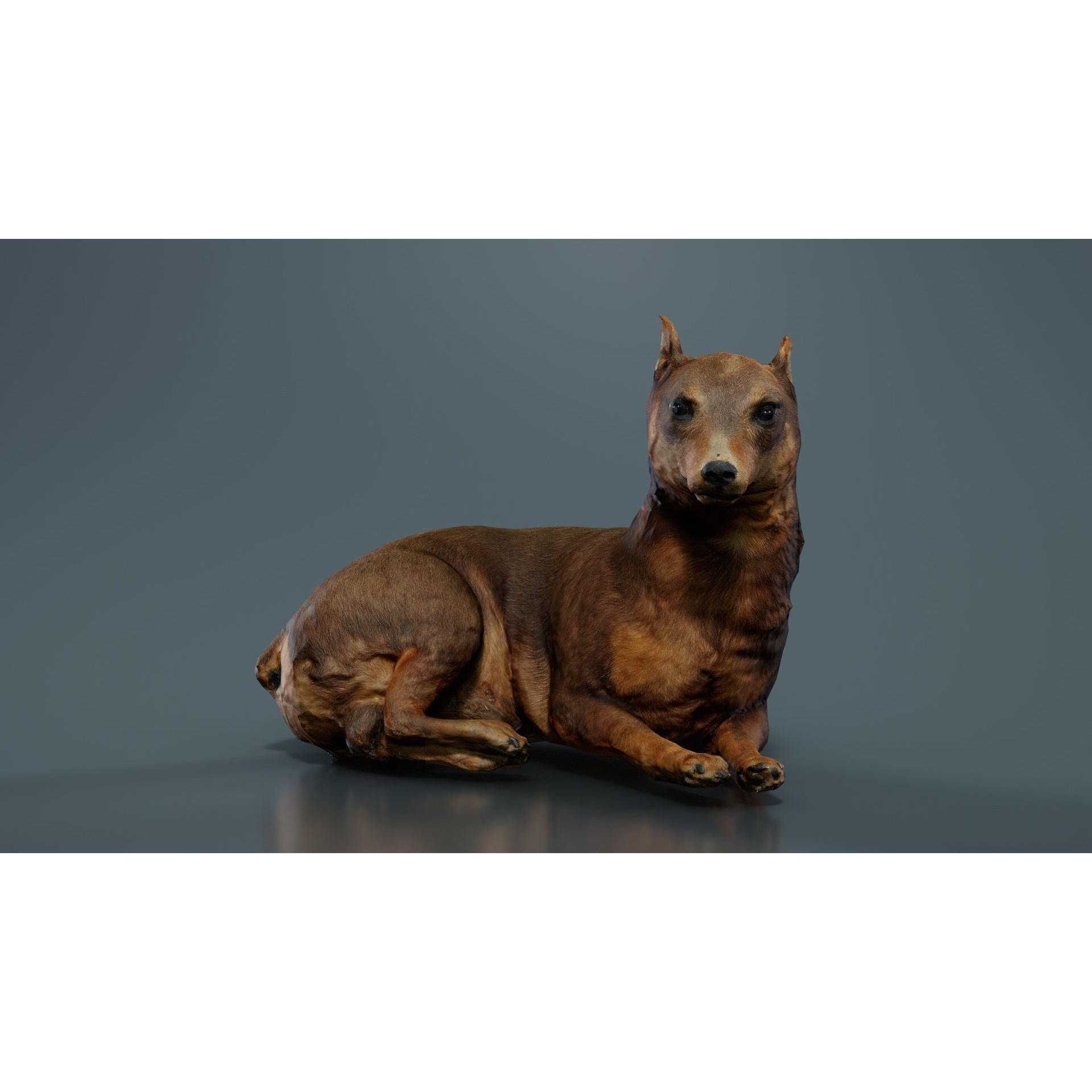 Dog - Low-Poly Game-Ready 3D Model - View 9
