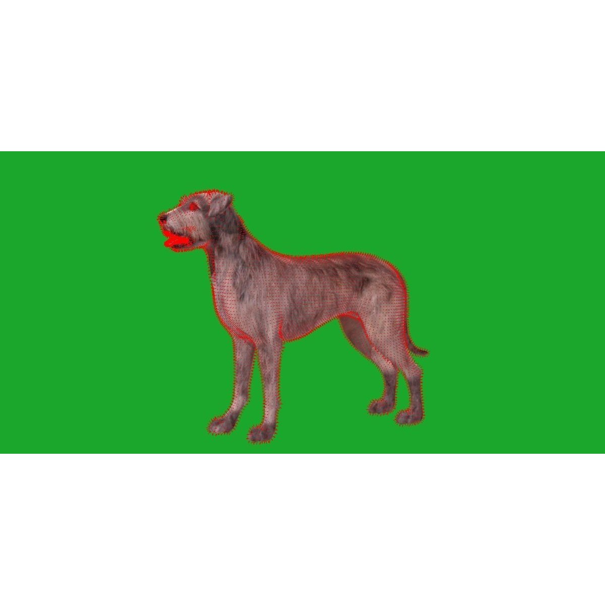 Irish Wolfhound Dog - Low-Poly Game-Ready 3D Model - View 17