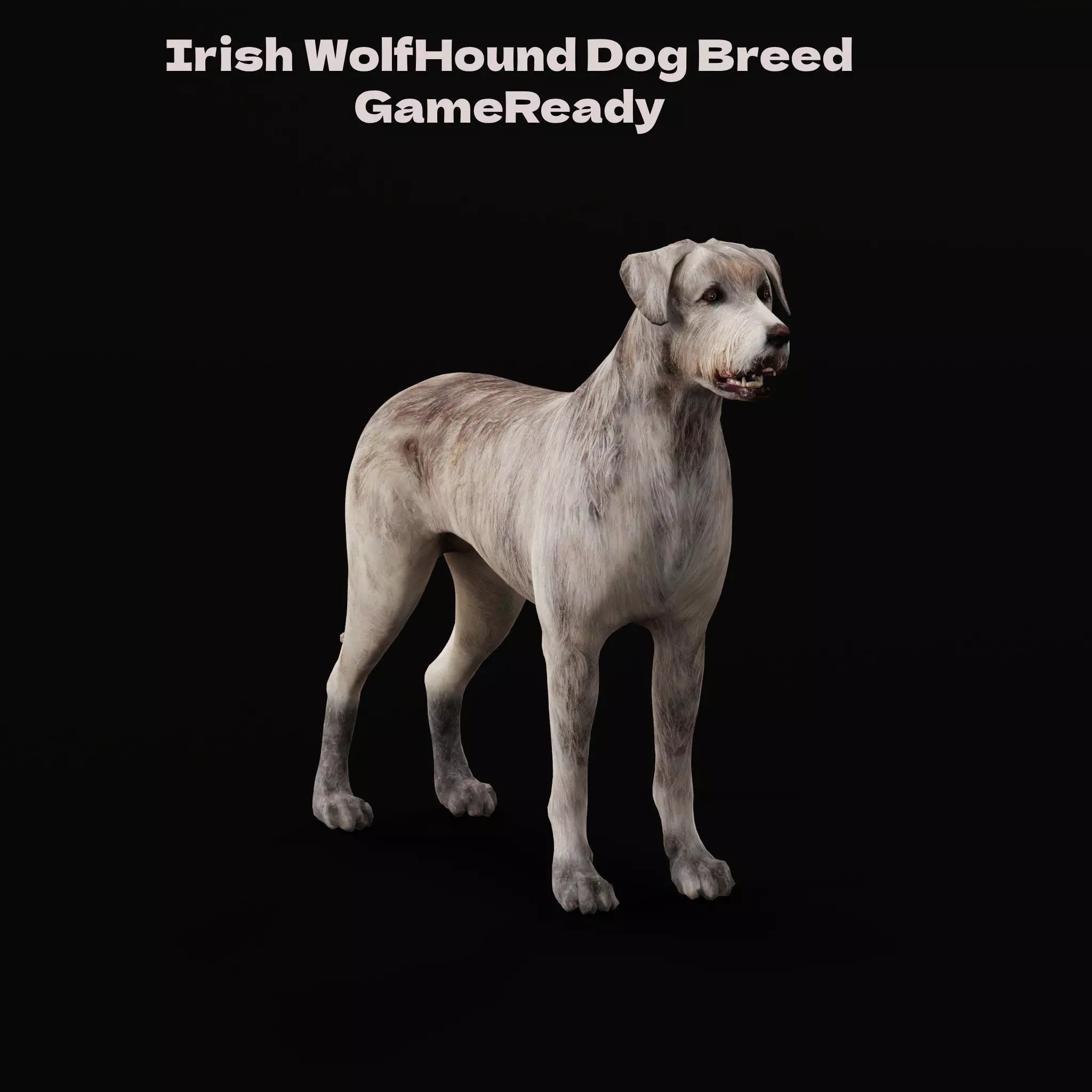 Irish Wolfhound Dog - Low-Poly Game-Ready 3D Model - View 2