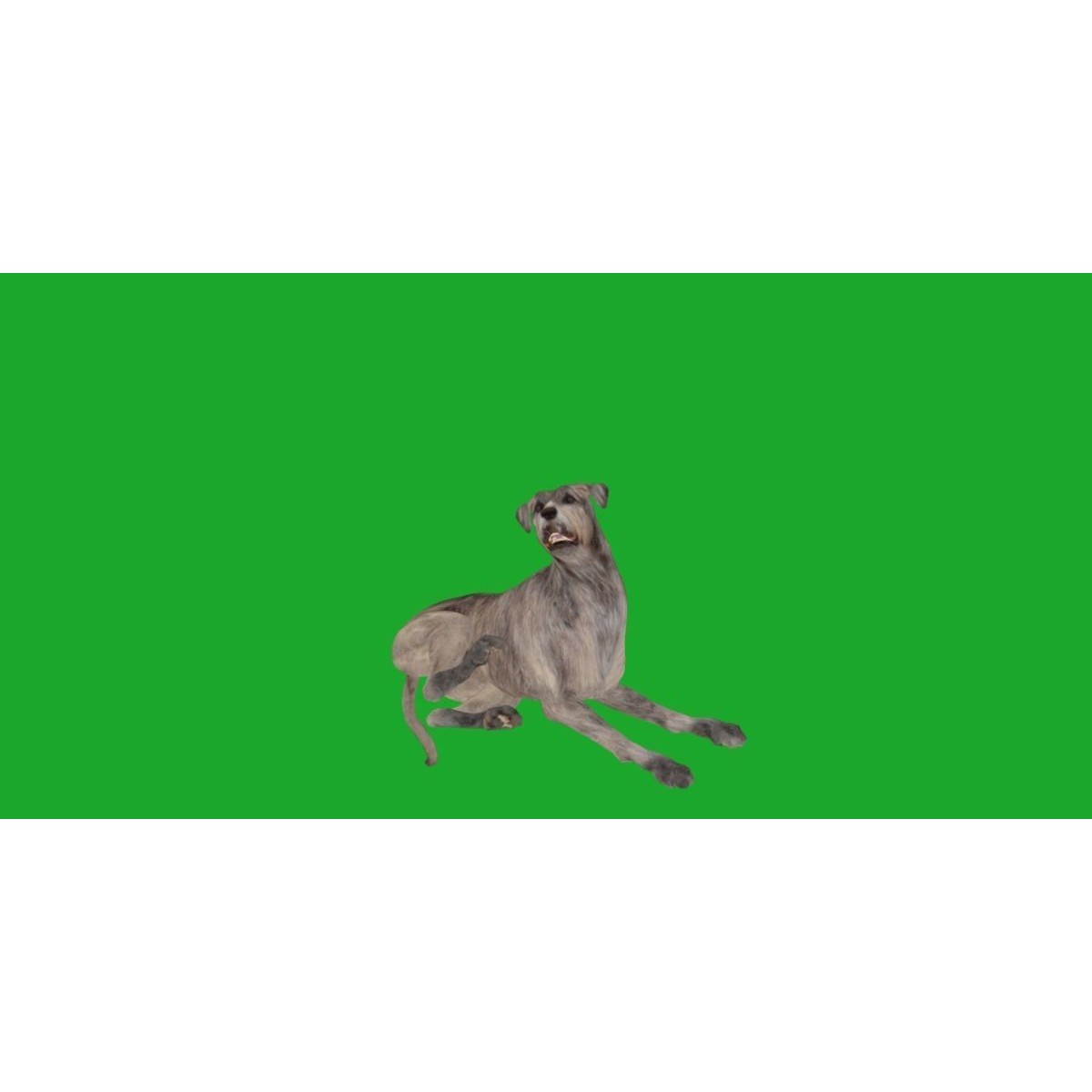 Irish Wolfhound Dog - Low-Poly Game-Ready 3D Model - View 22