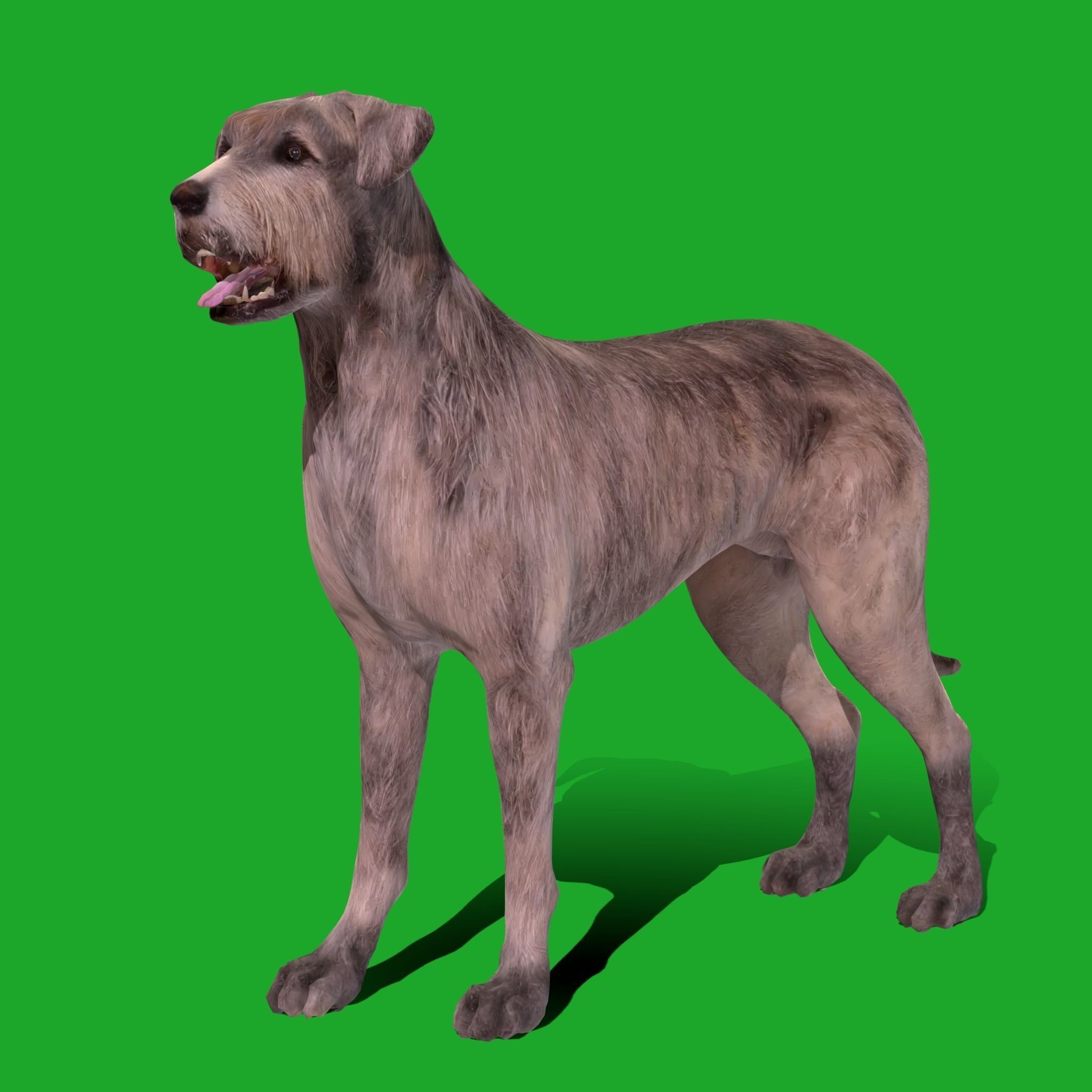 Irish Wolfhound Dog - Low-Poly Game-Ready 3D Model - View 24
