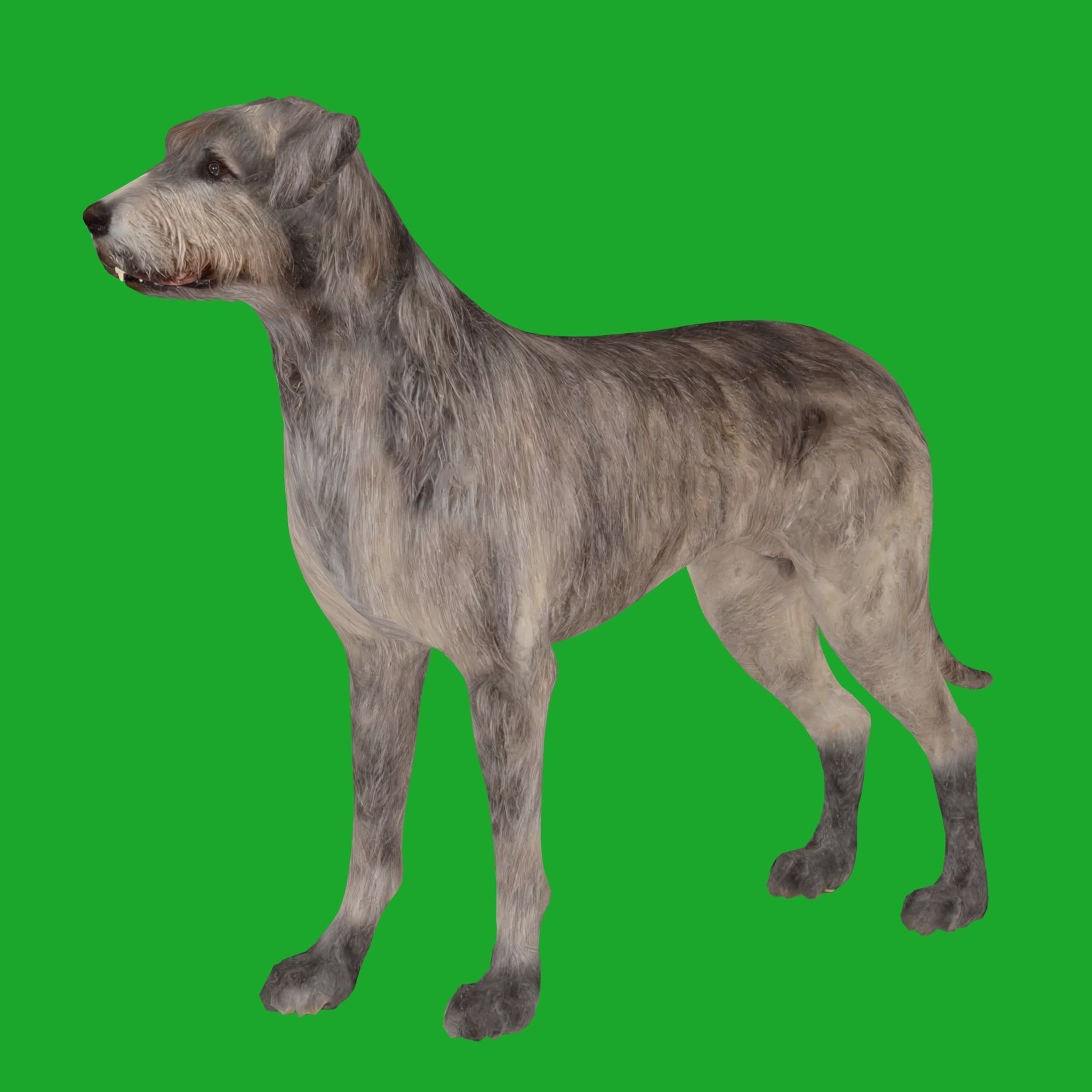 Irish Wolfhound Dog - Low-Poly Game-Ready 3D Model - View 25