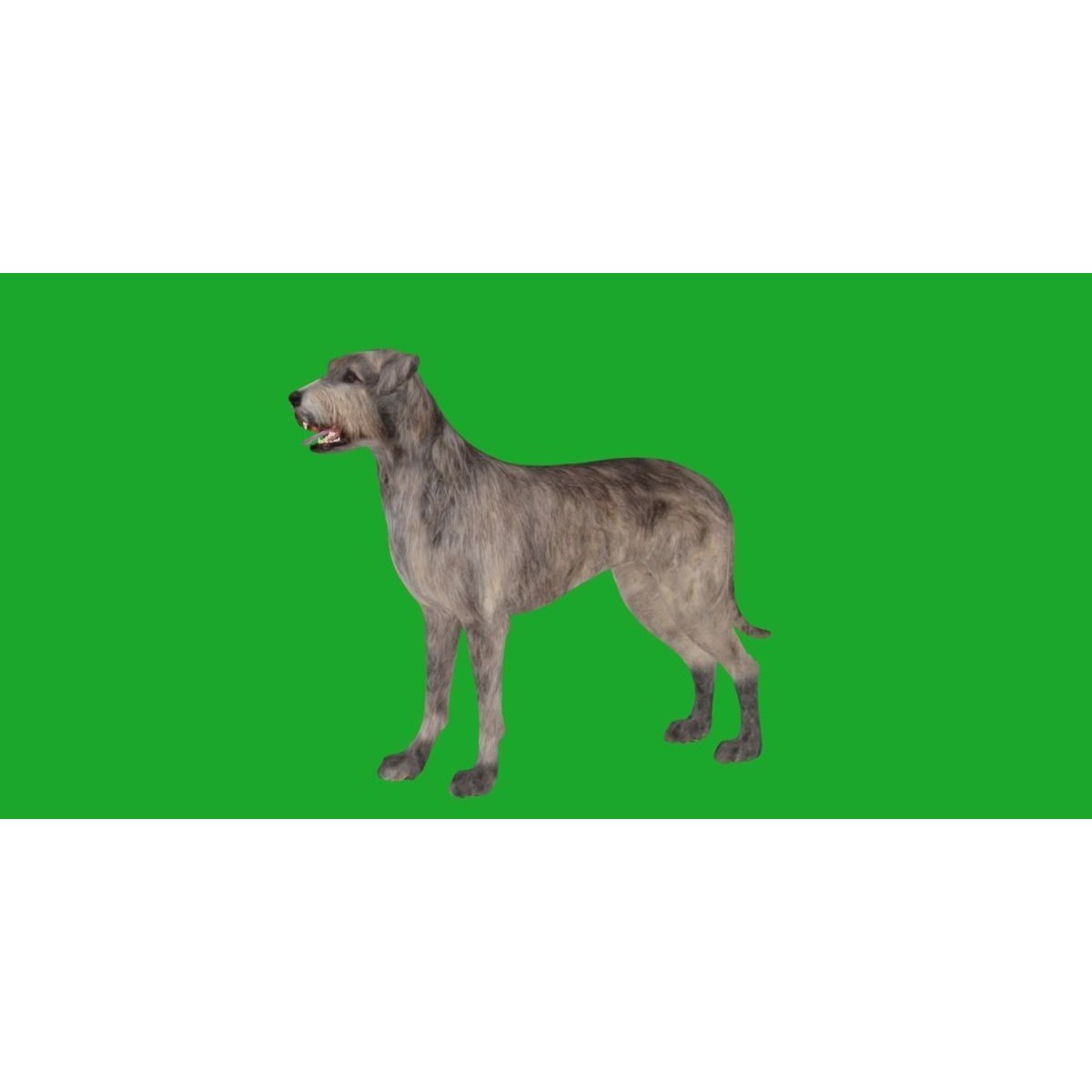 Irish Wolfhound Dog - Low-Poly Game-Ready 3D Model - View 28