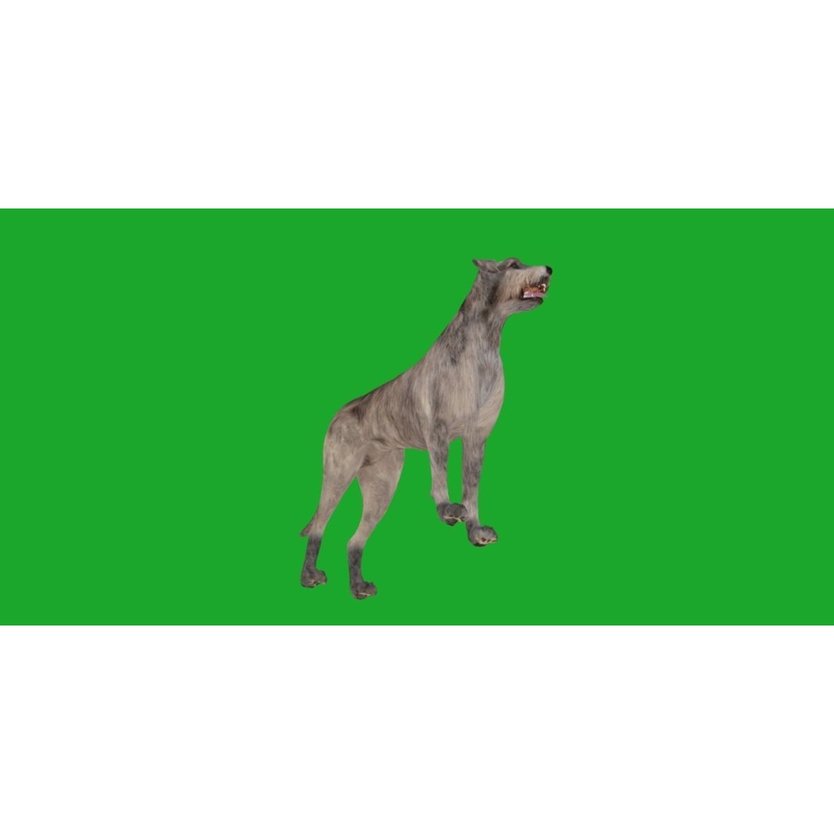 Irish Wolfhound Dog - Low-Poly Game-Ready 3D Model - View 29