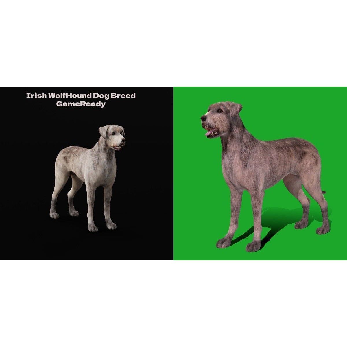 Irish Wolfhound Dog - Low-Poly Game-Ready 3D Model - View 4