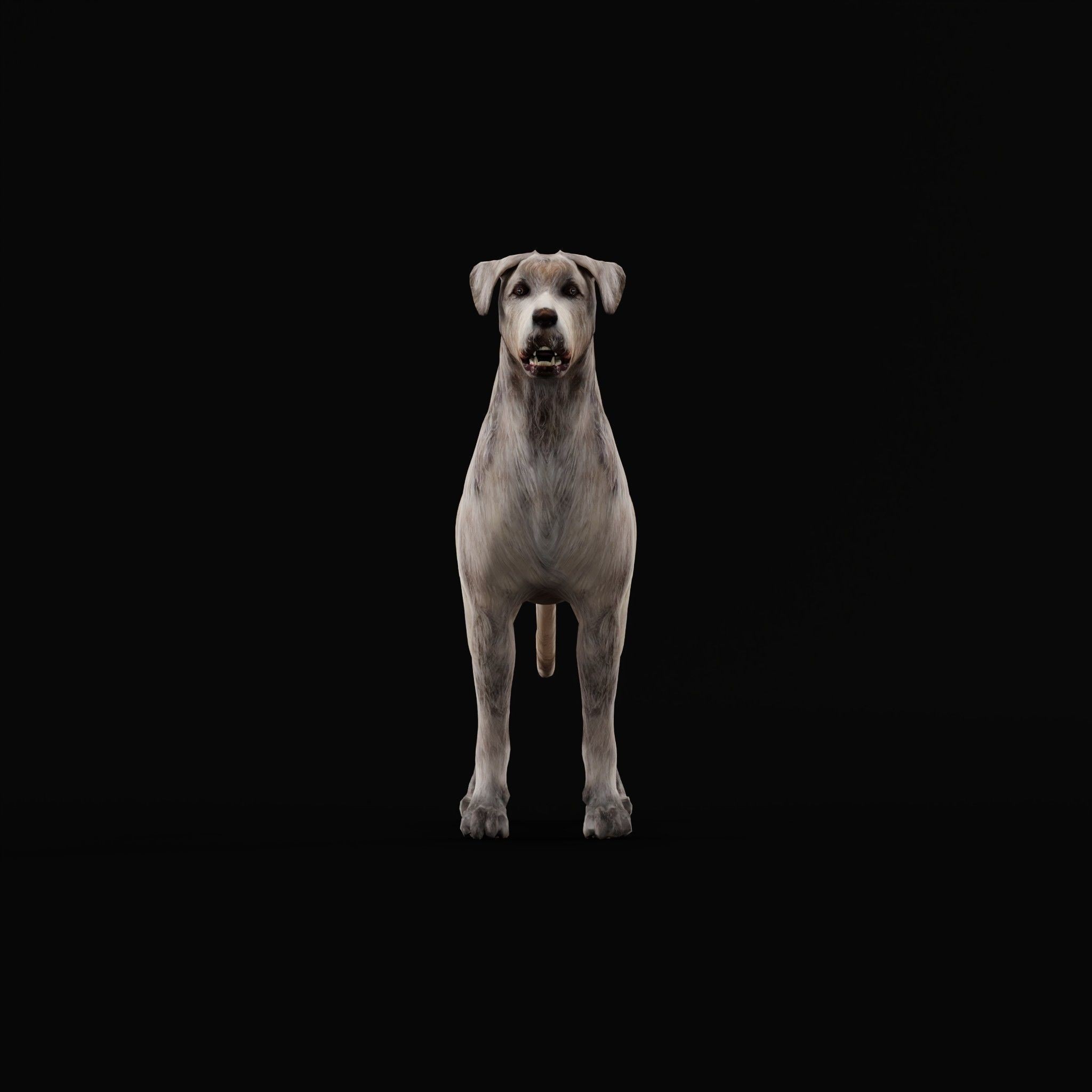 Irish Wolfhound Dog - Low-Poly Game-Ready 3D Model - View 5