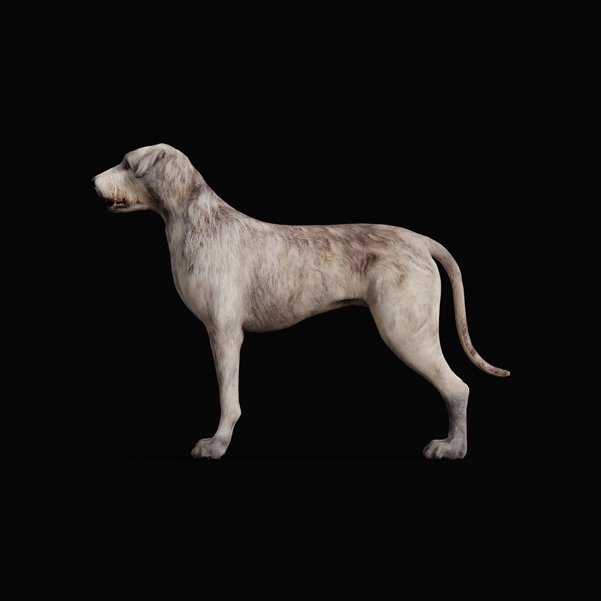 Irish Wolfhound Dog - Low-Poly Game-Ready 3D Model - View 6