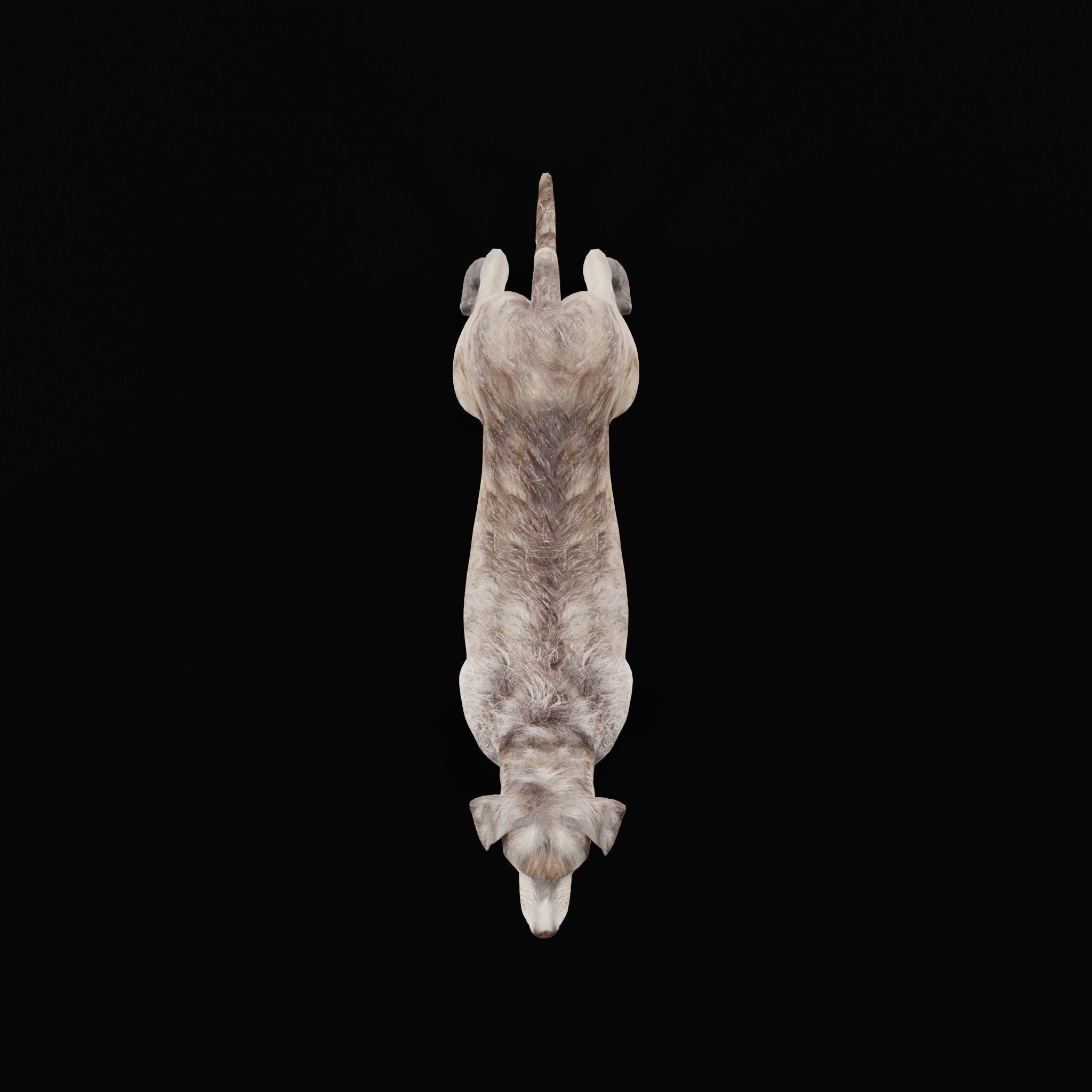 Irish Wolfhound Dog - Low-Poly Game-Ready 3D Model - View 7