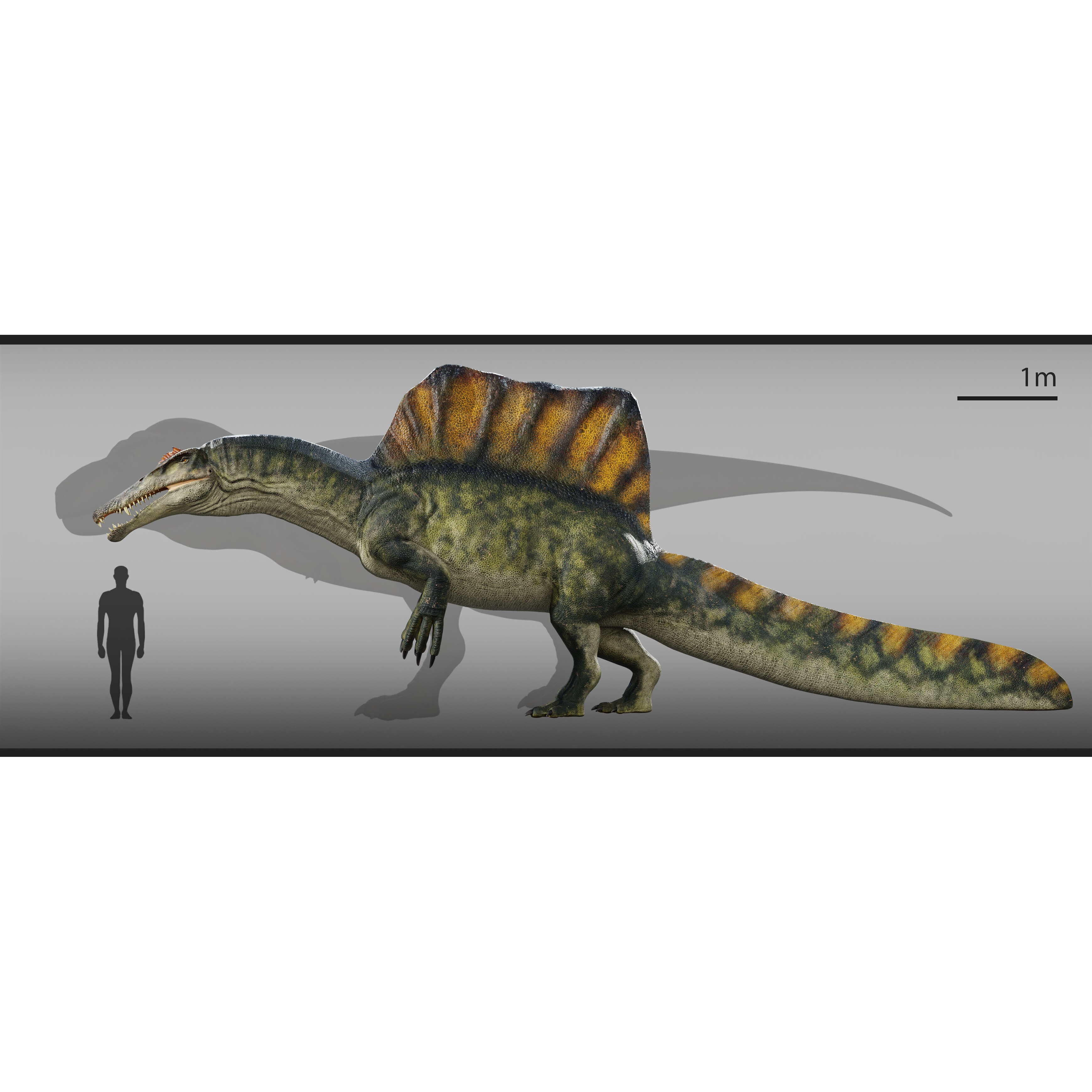 Spinosaurus - Low-Poly Game-Ready 3D Model - View 13