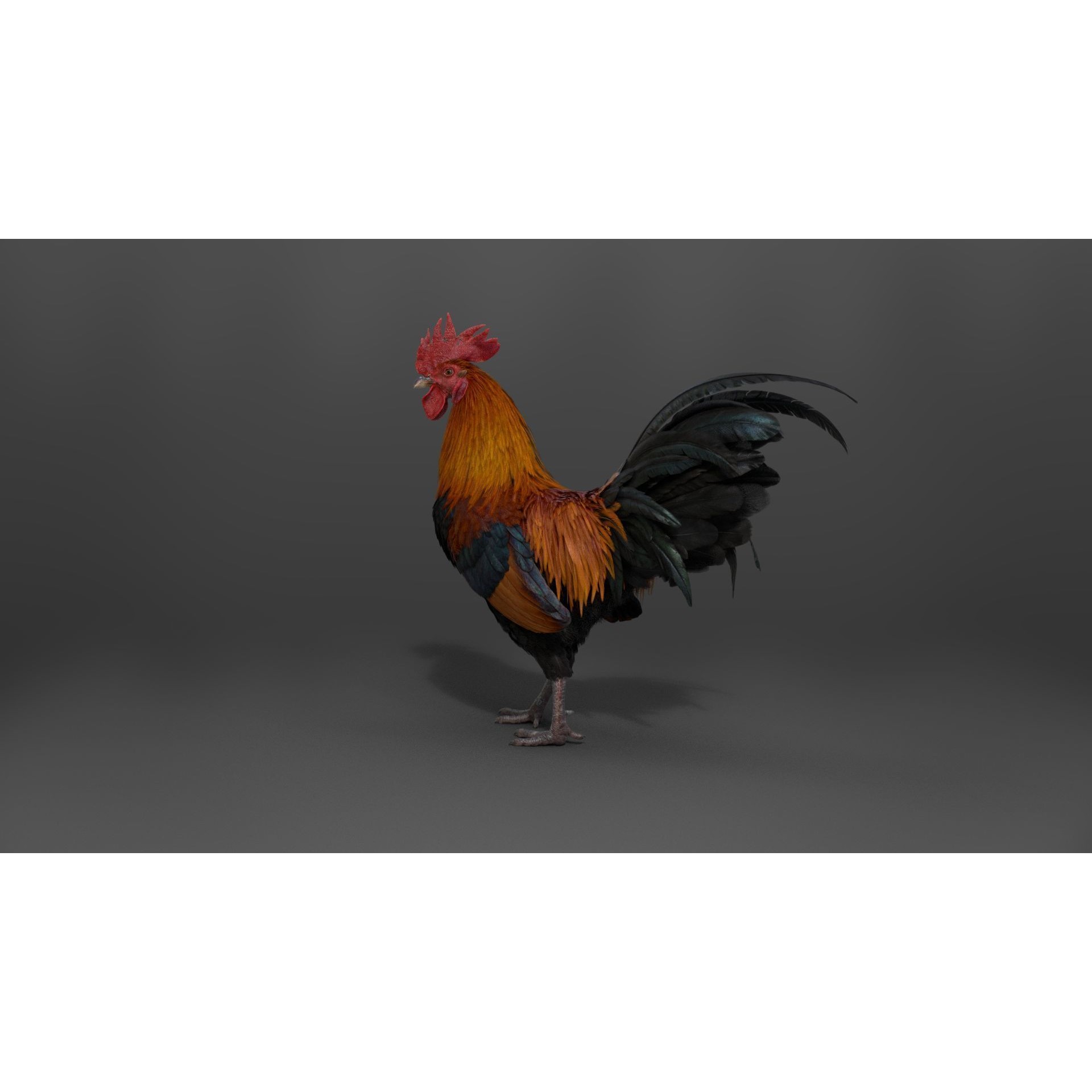 Black Cock - Rigged Animated Game-Ready 3D Model - View 10