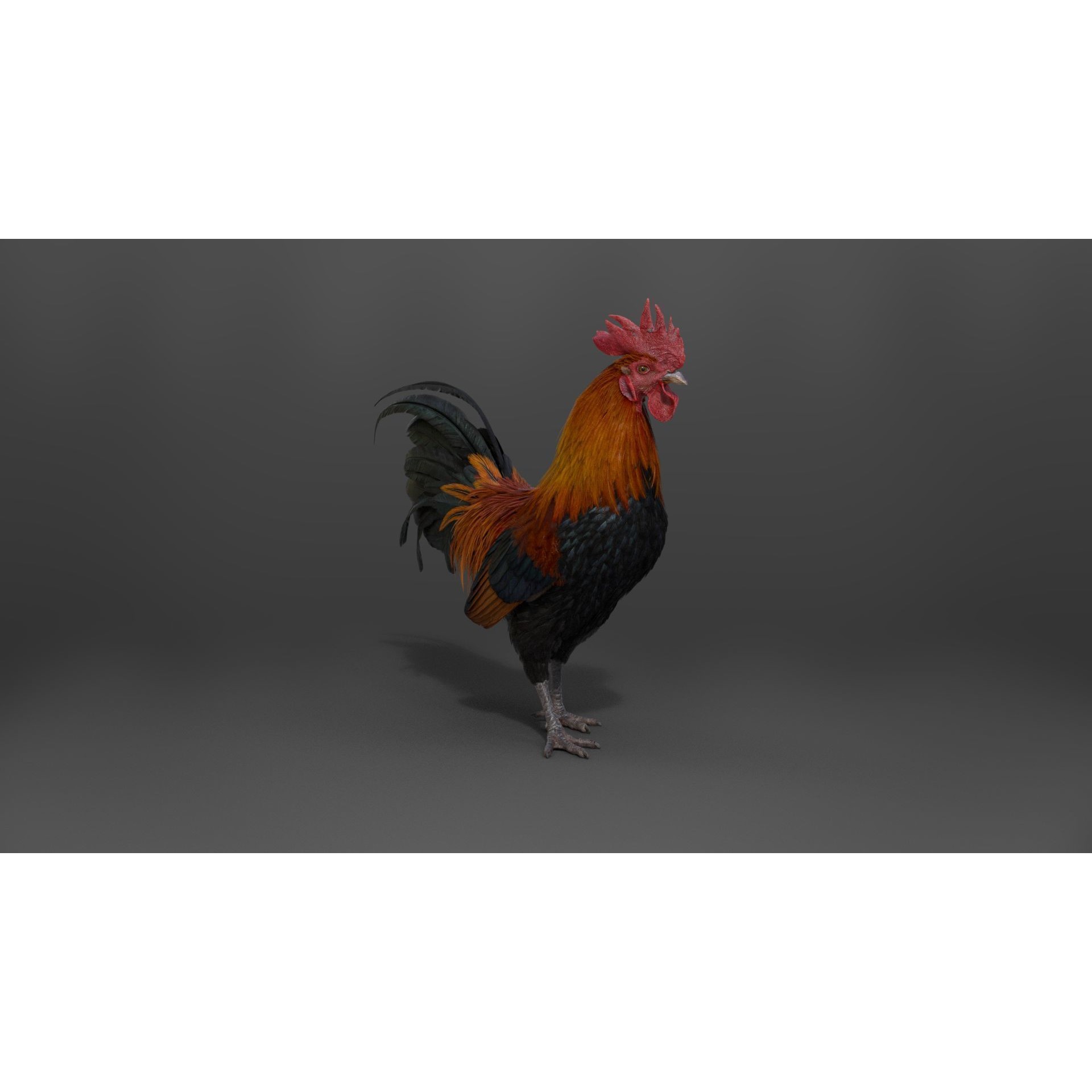 Black Cock - Rigged Animated Game-Ready 3D Model - View 11