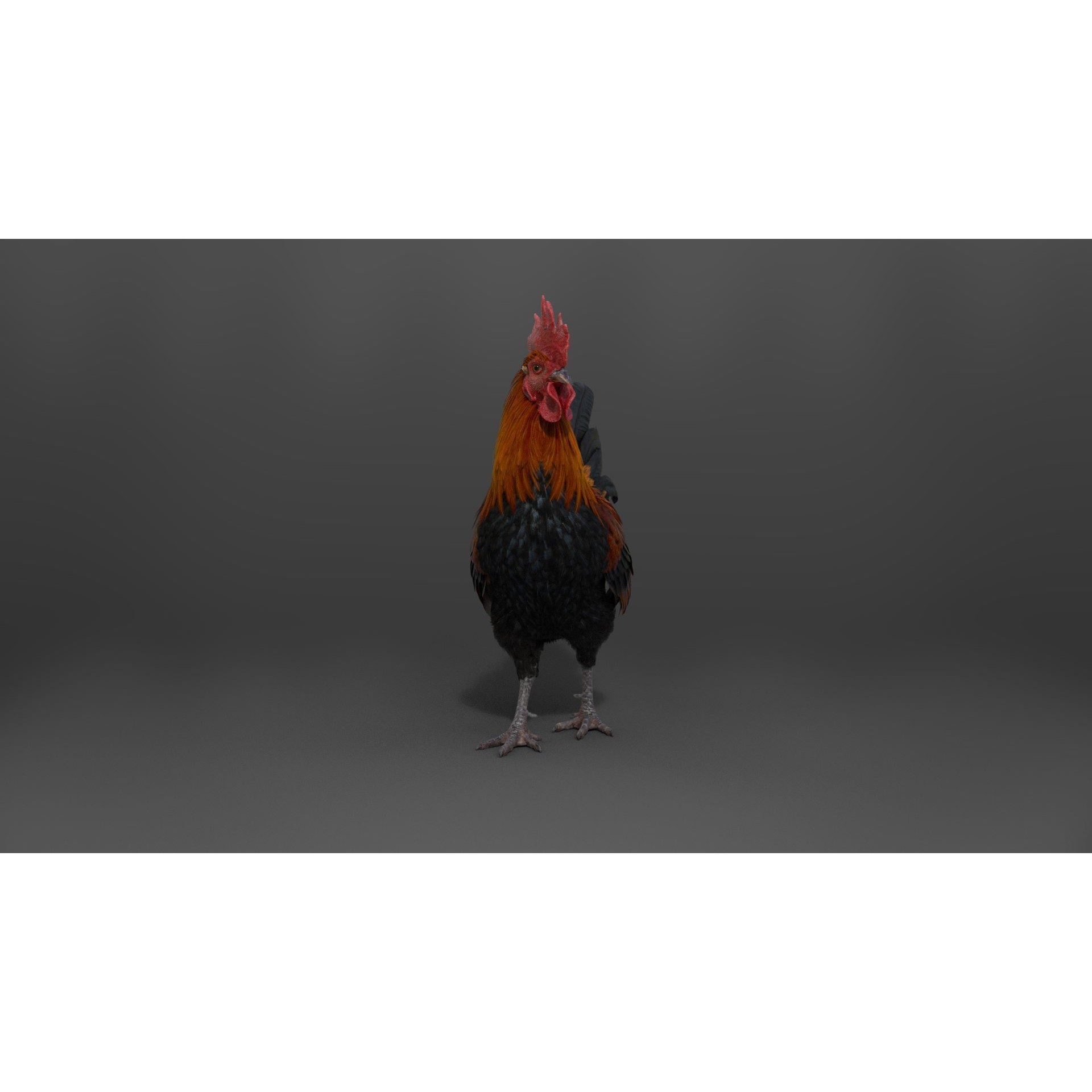 Black Cock - Rigged Animated Game-Ready 3D Model - View 12