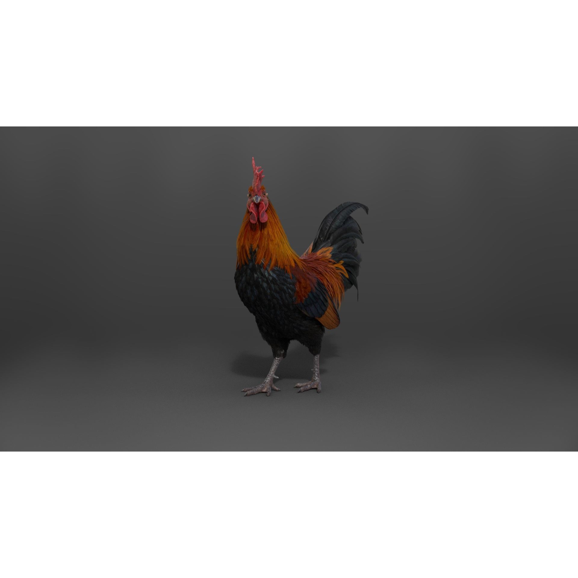 Black Cock - Rigged Animated Game-Ready 3D Model - View 13