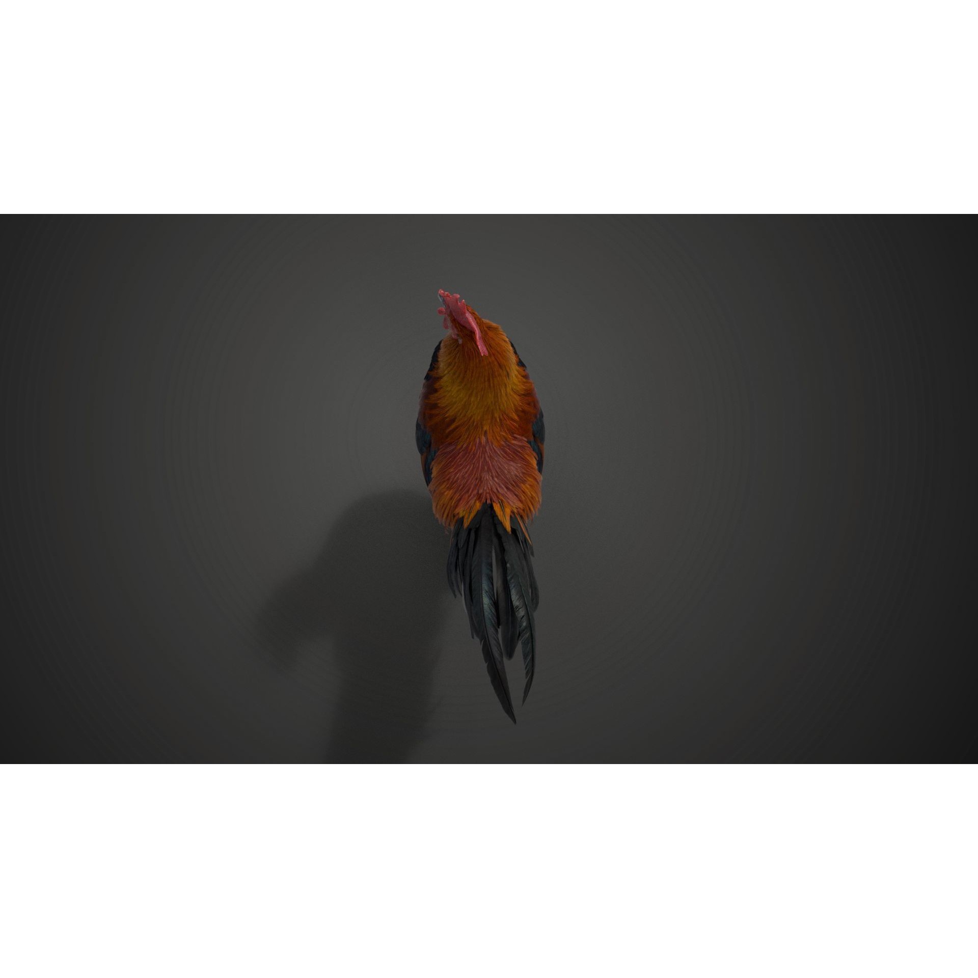 Black Cock - Rigged Animated Game-Ready 3D Model - View 14