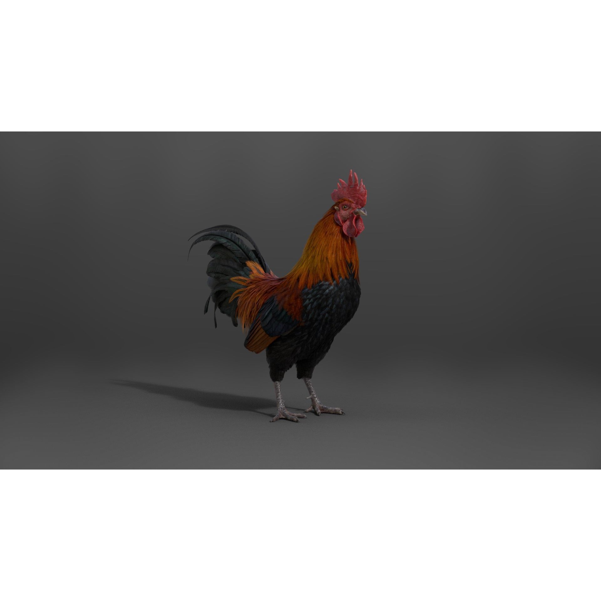 Black Cock - Rigged Animated Game-Ready 3D Model - View 15