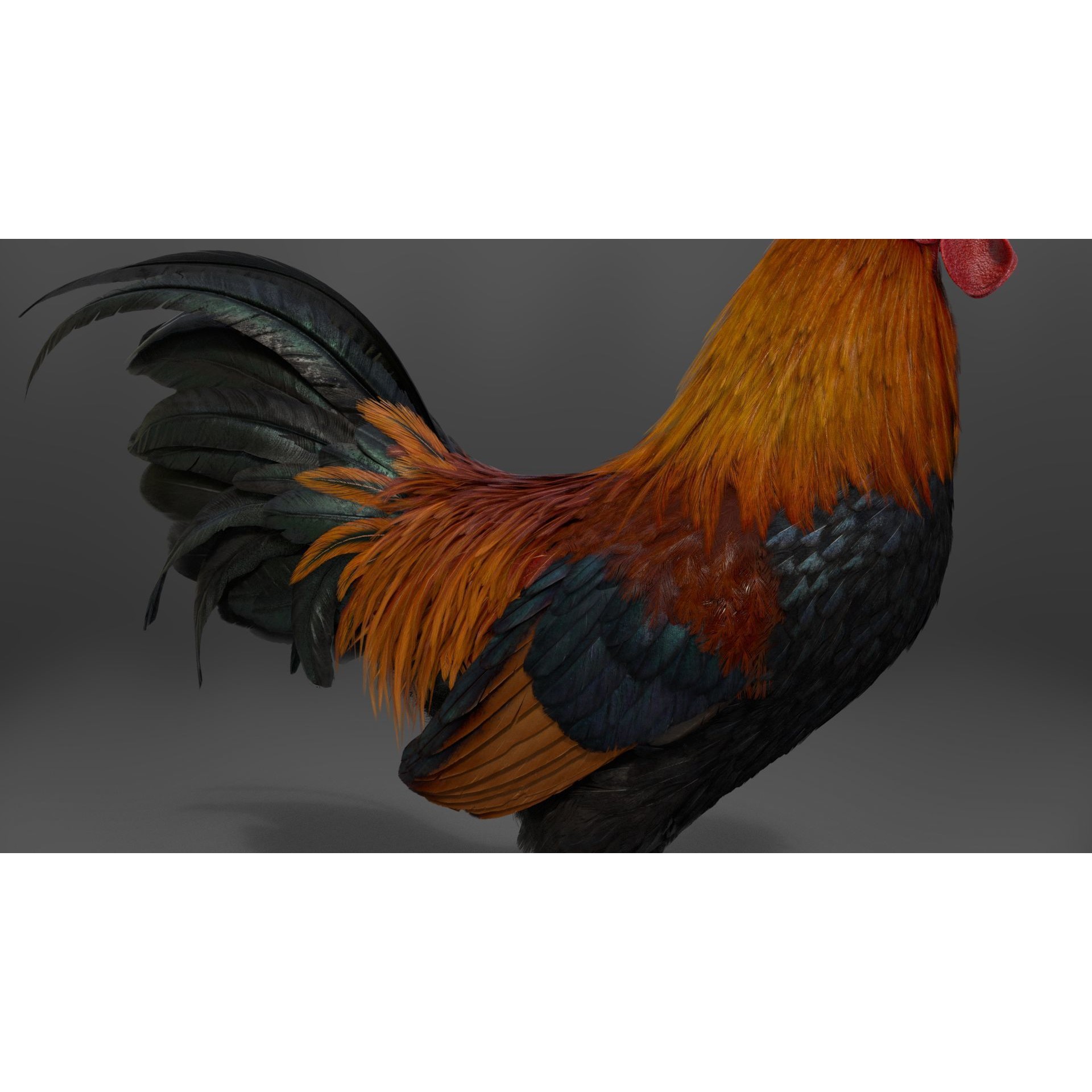 Black Cock - Rigged Animated Game-Ready 3D Model - View 16