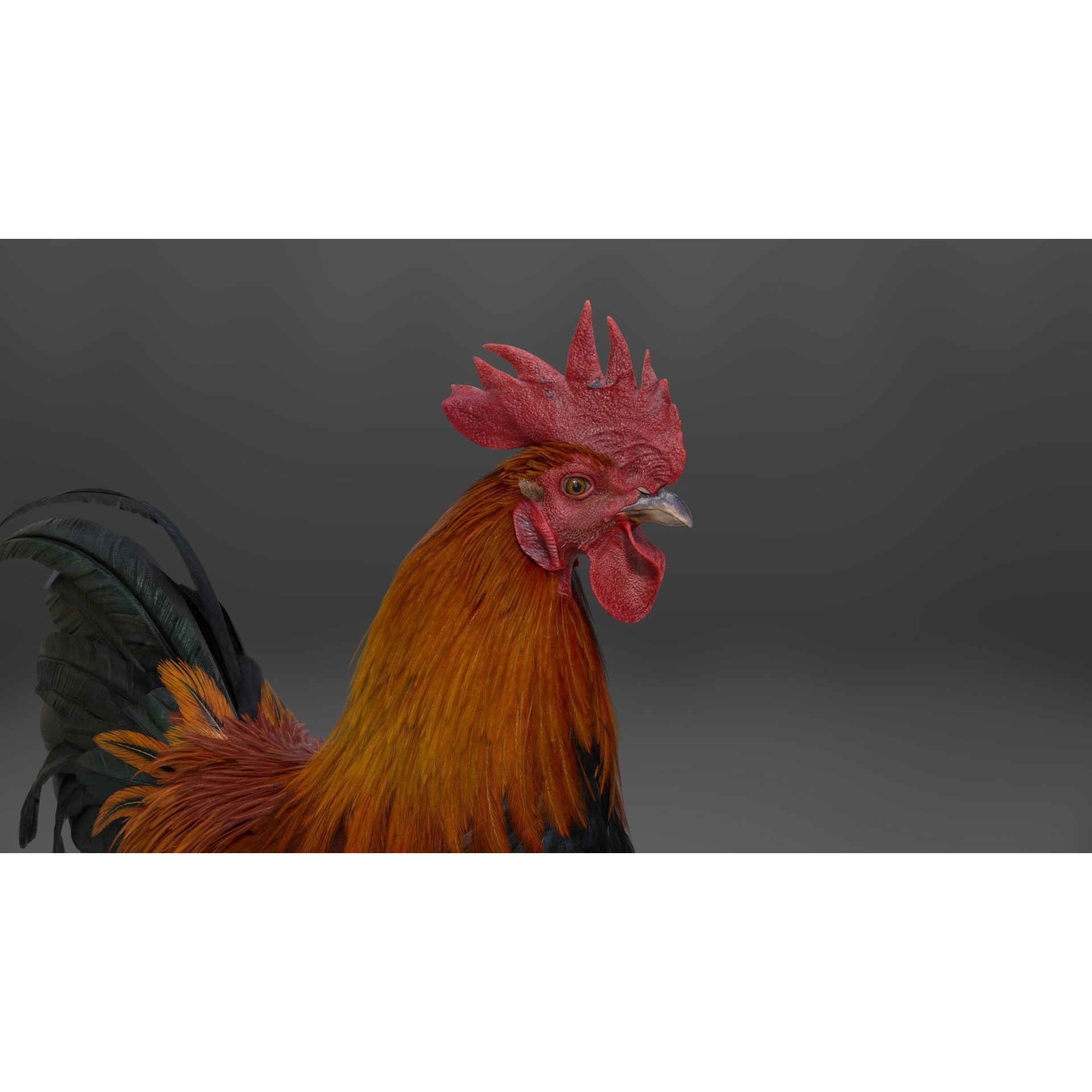 Black Cock - Rigged Animated Game-Ready 3D Model - View 17