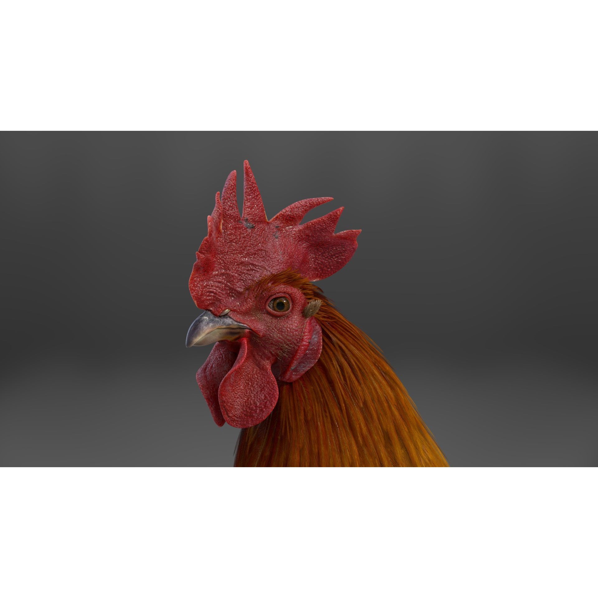 Black Cock - Rigged Animated Game-Ready 3D Model - View 18