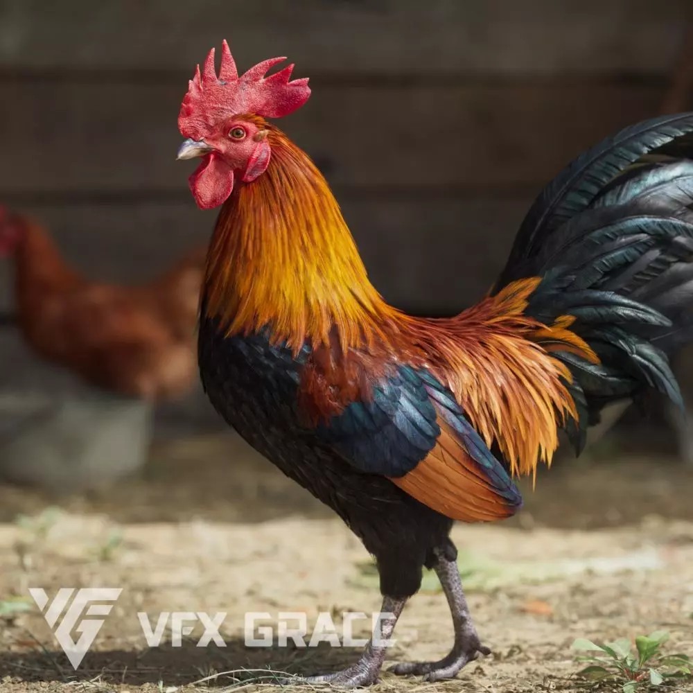 Black Cock - Rigged Animated Game-Ready 3D Model - View 2