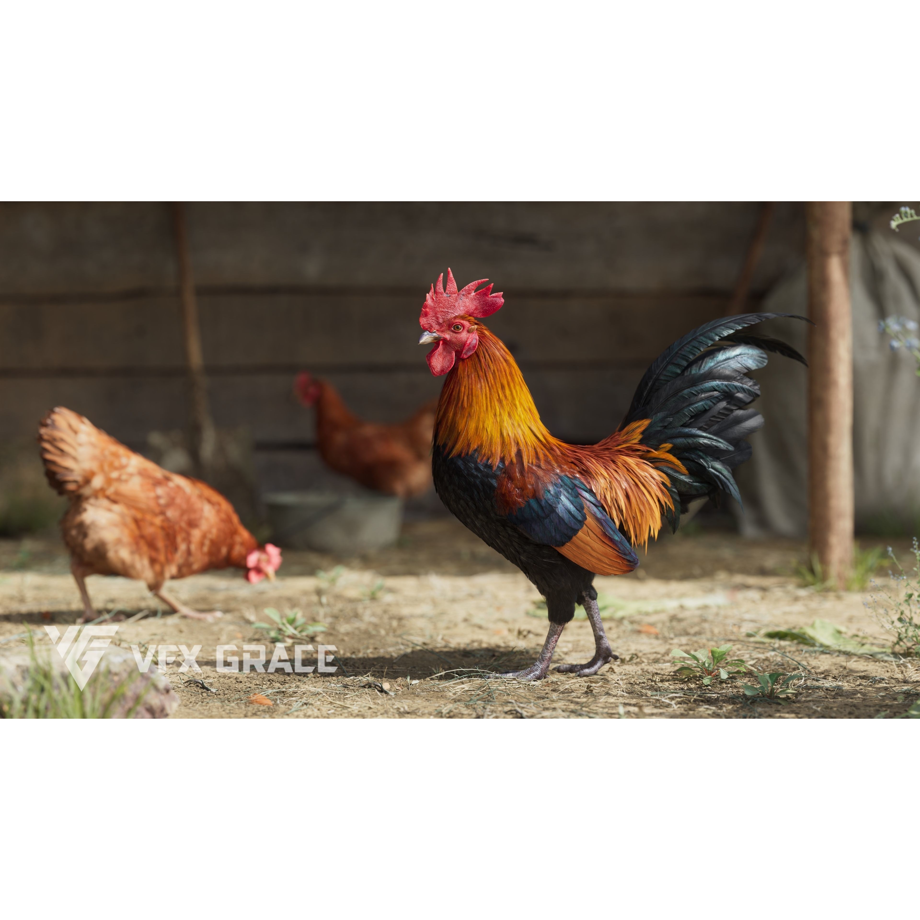 Black Cock - Rigged Animated Game-Ready 3D Model - View 3