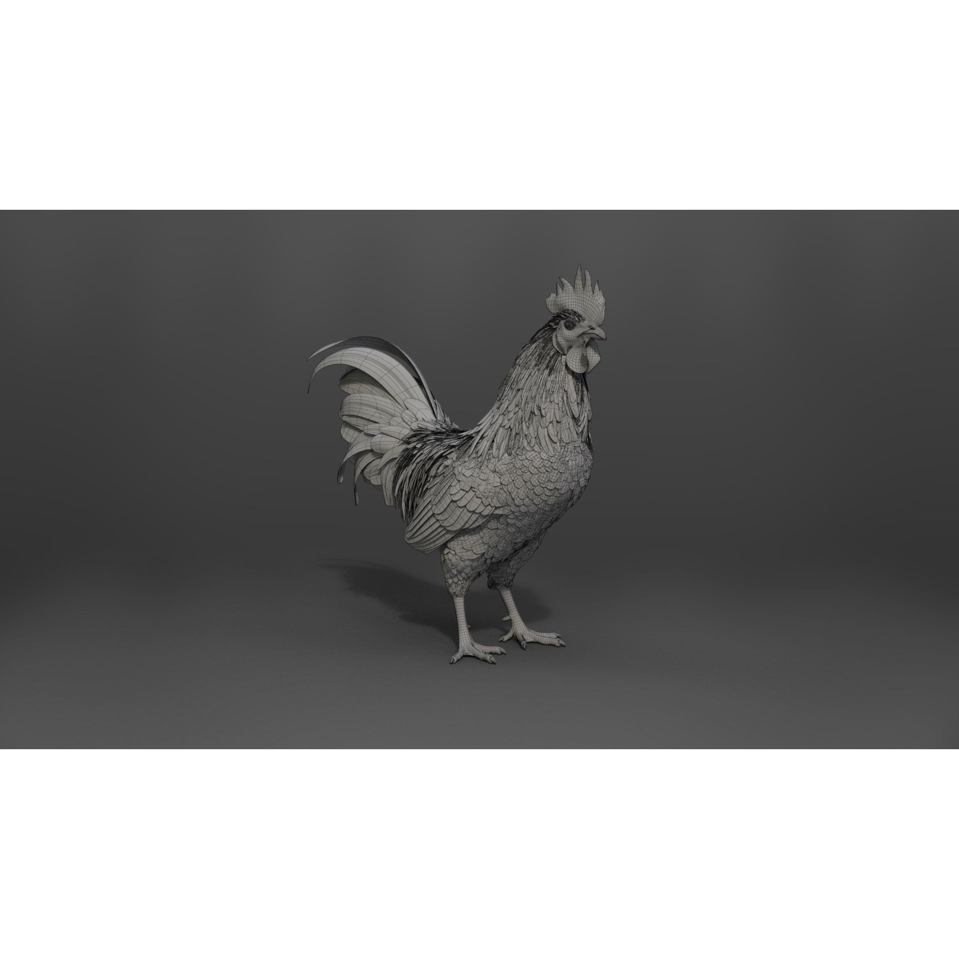 Black Cock - Rigged Animated Game-Ready 3D Model - View 33