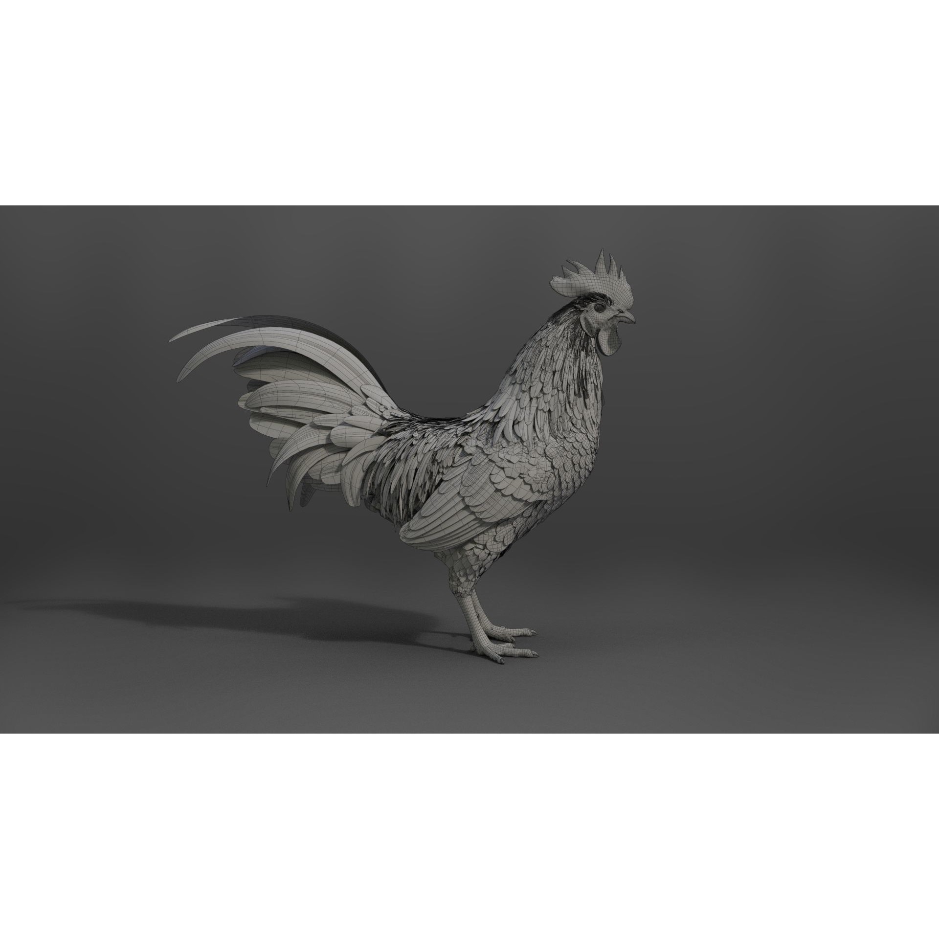 Black Cock - Rigged Animated Game-Ready 3D Model - View 36