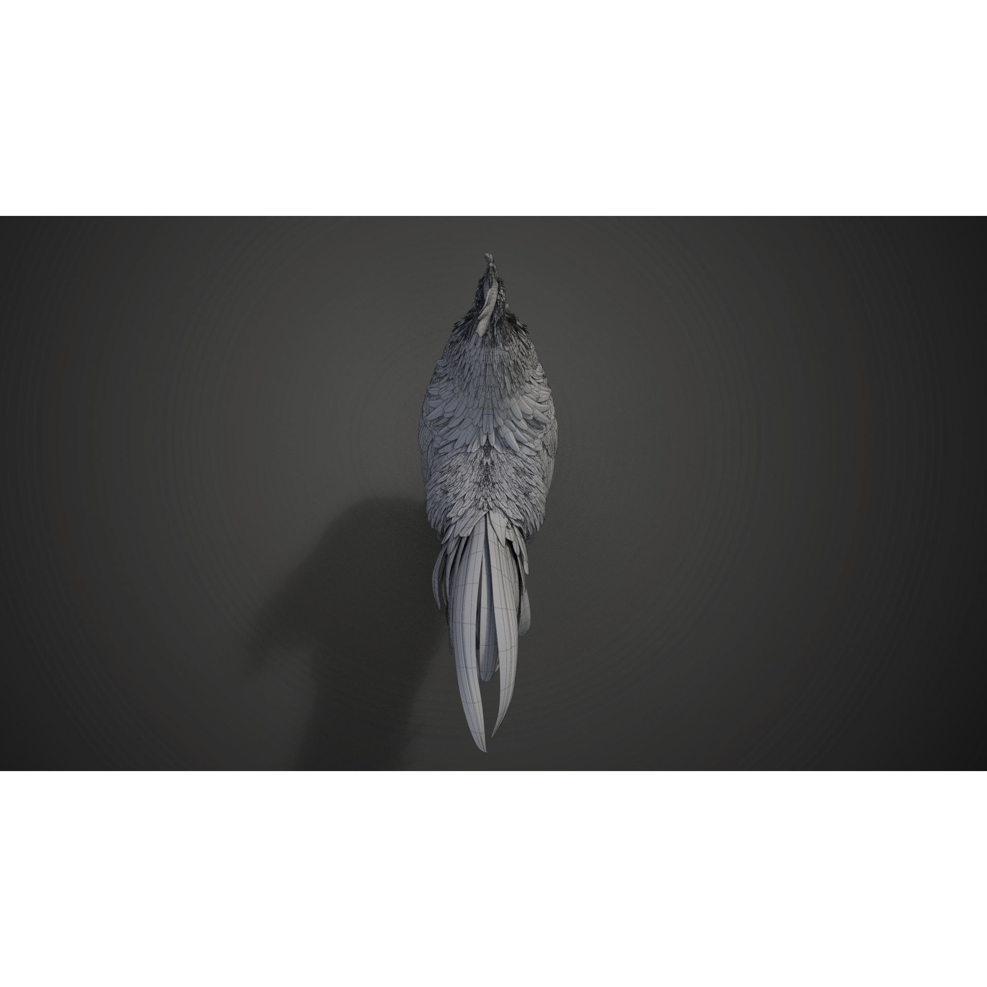 Black Cock - Rigged Animated Game-Ready 3D Model - View 37