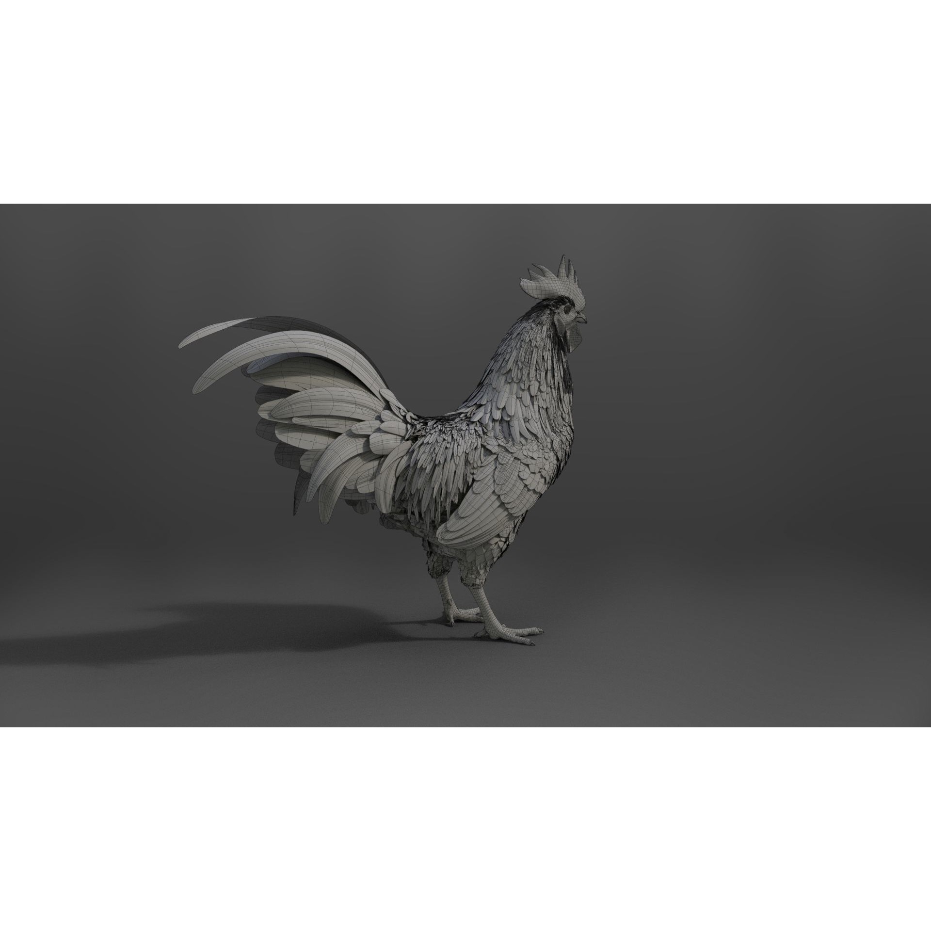 Black Cock - Rigged Animated Game-Ready 3D Model - View 38