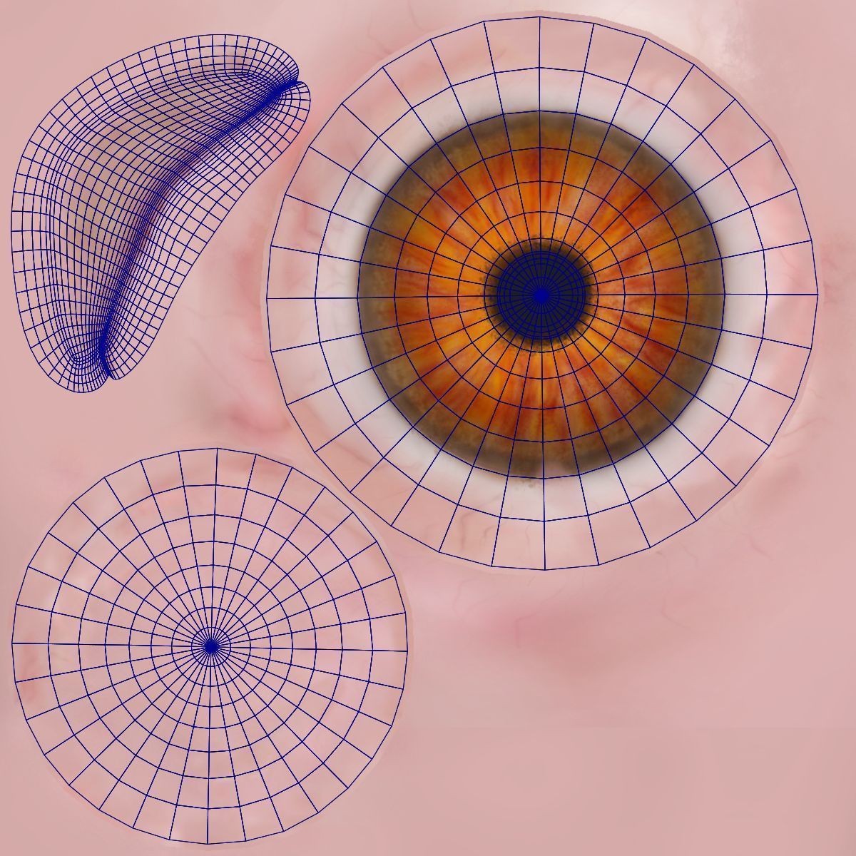 Black Cock - Rigged Animated Game-Ready 3D Model - View 39