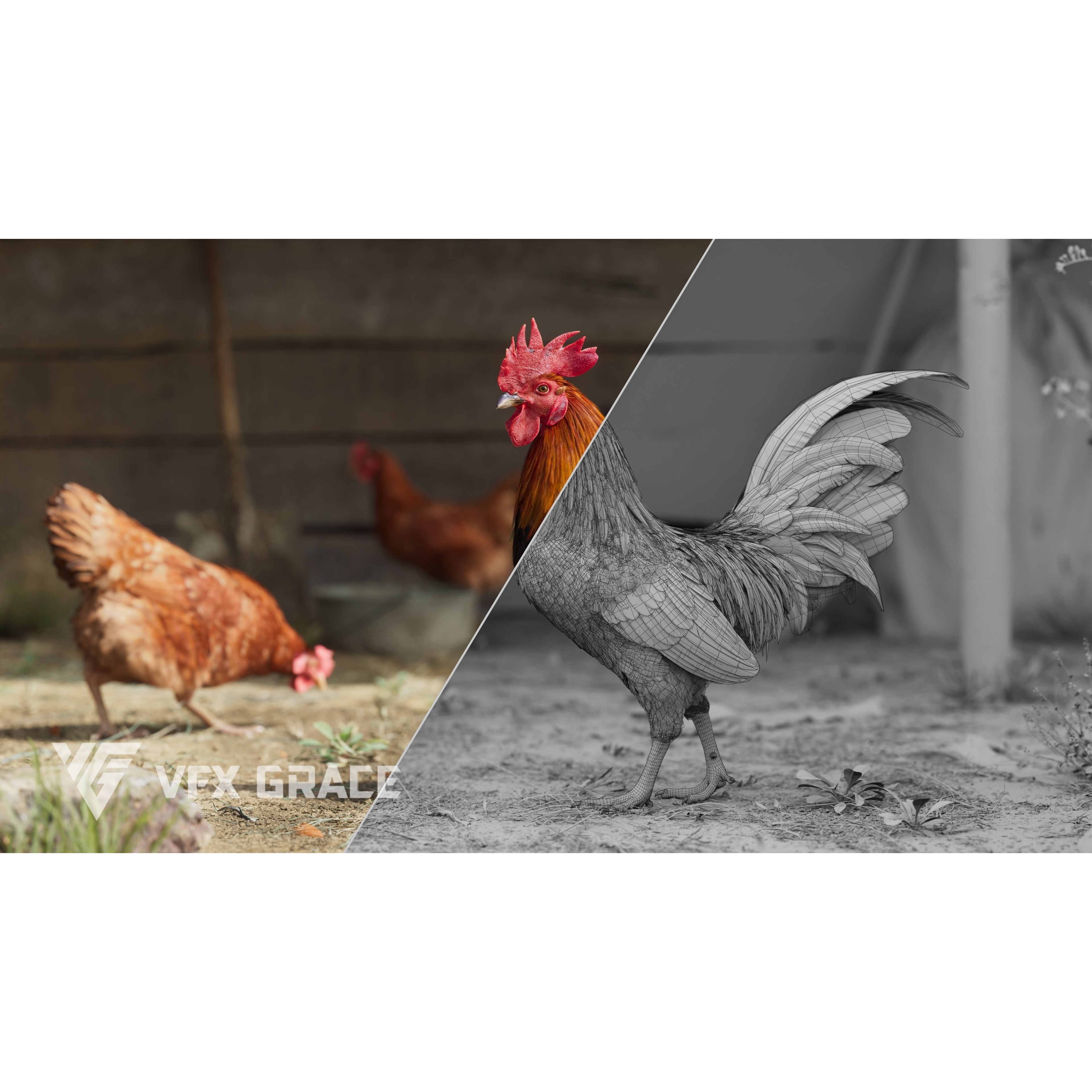 Black Cock - Rigged Animated Game-Ready 3D Model - View 4