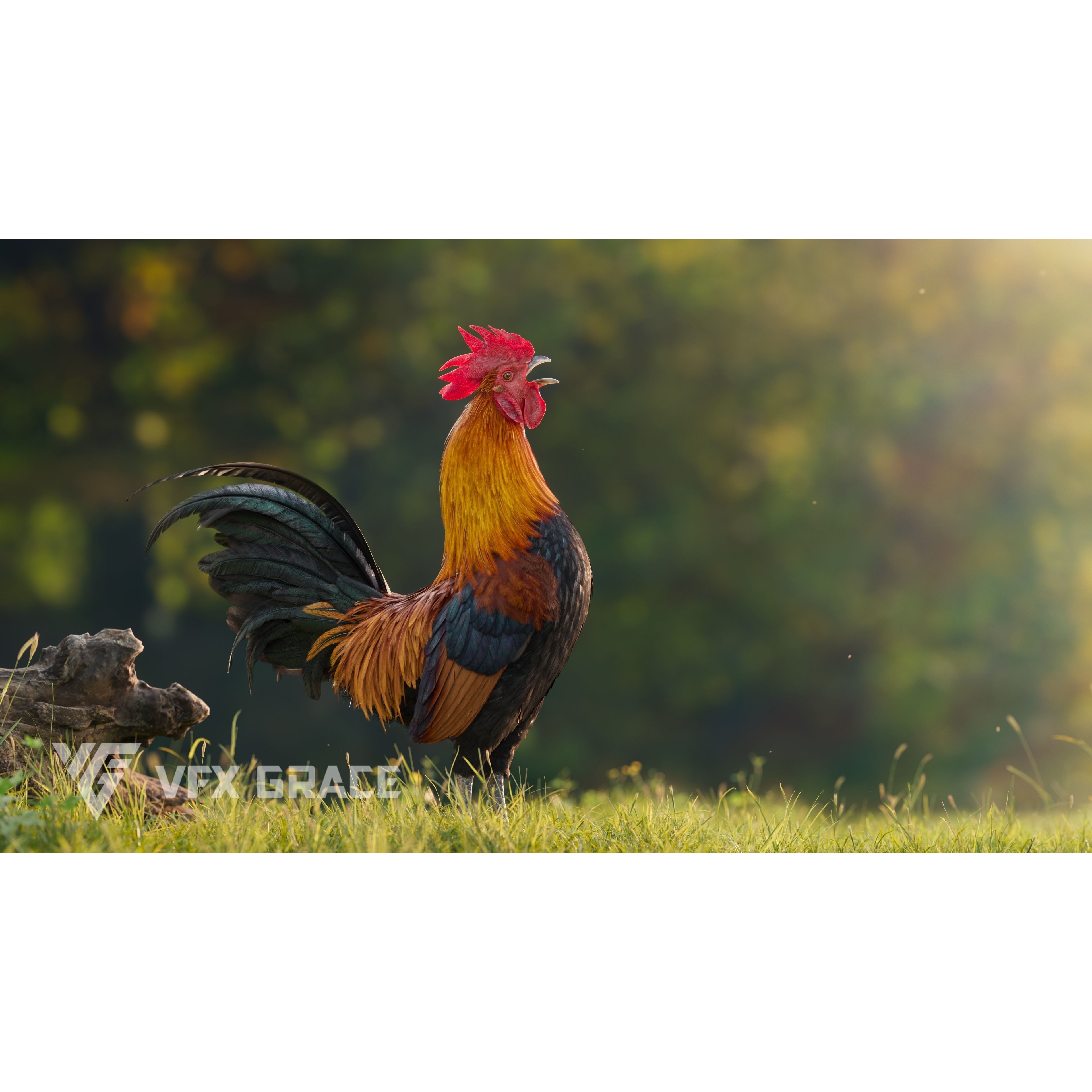 Black Cock - Rigged Animated Game-Ready 3D Model - View 5