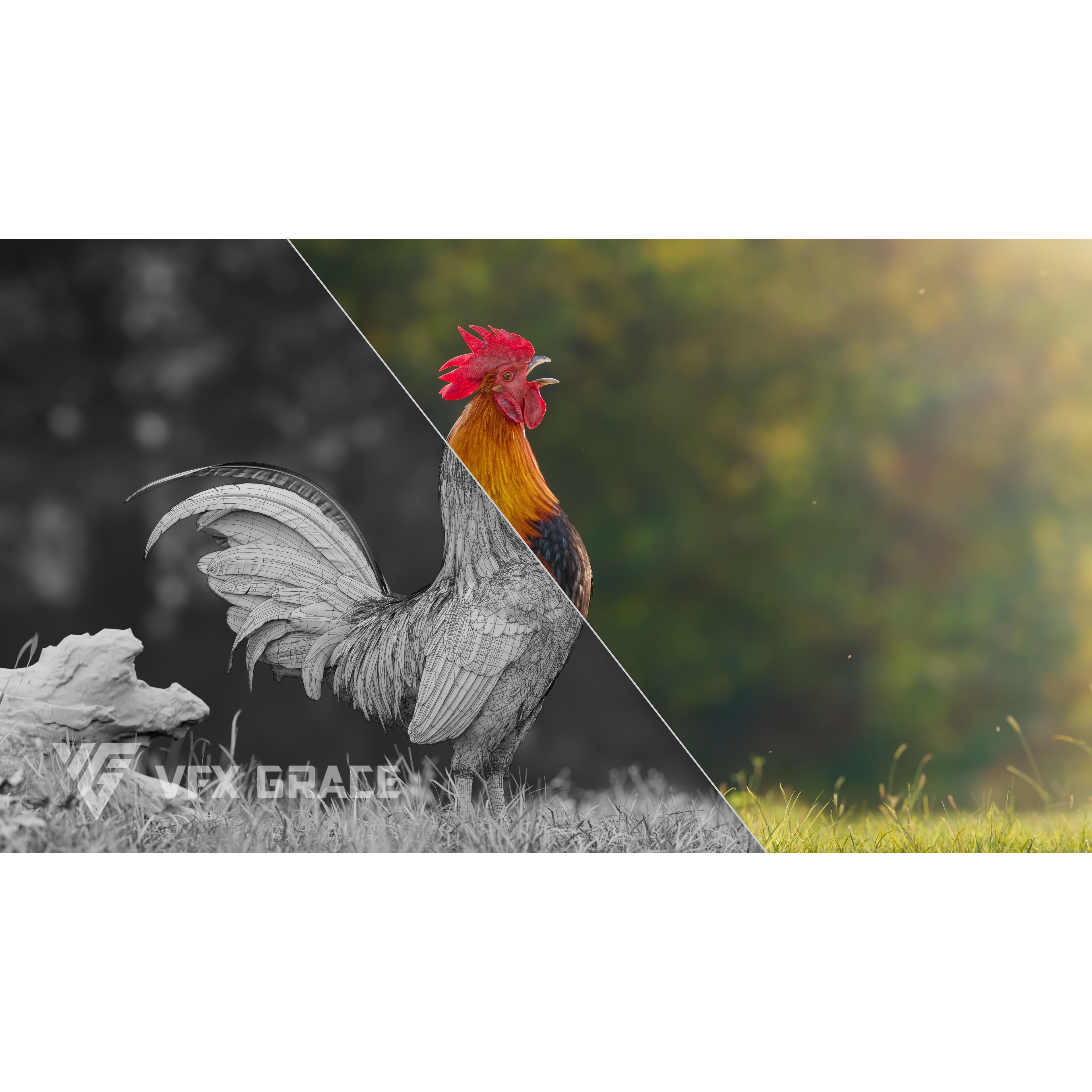 Black Cock - Rigged Animated Game-Ready 3D Model - View 6