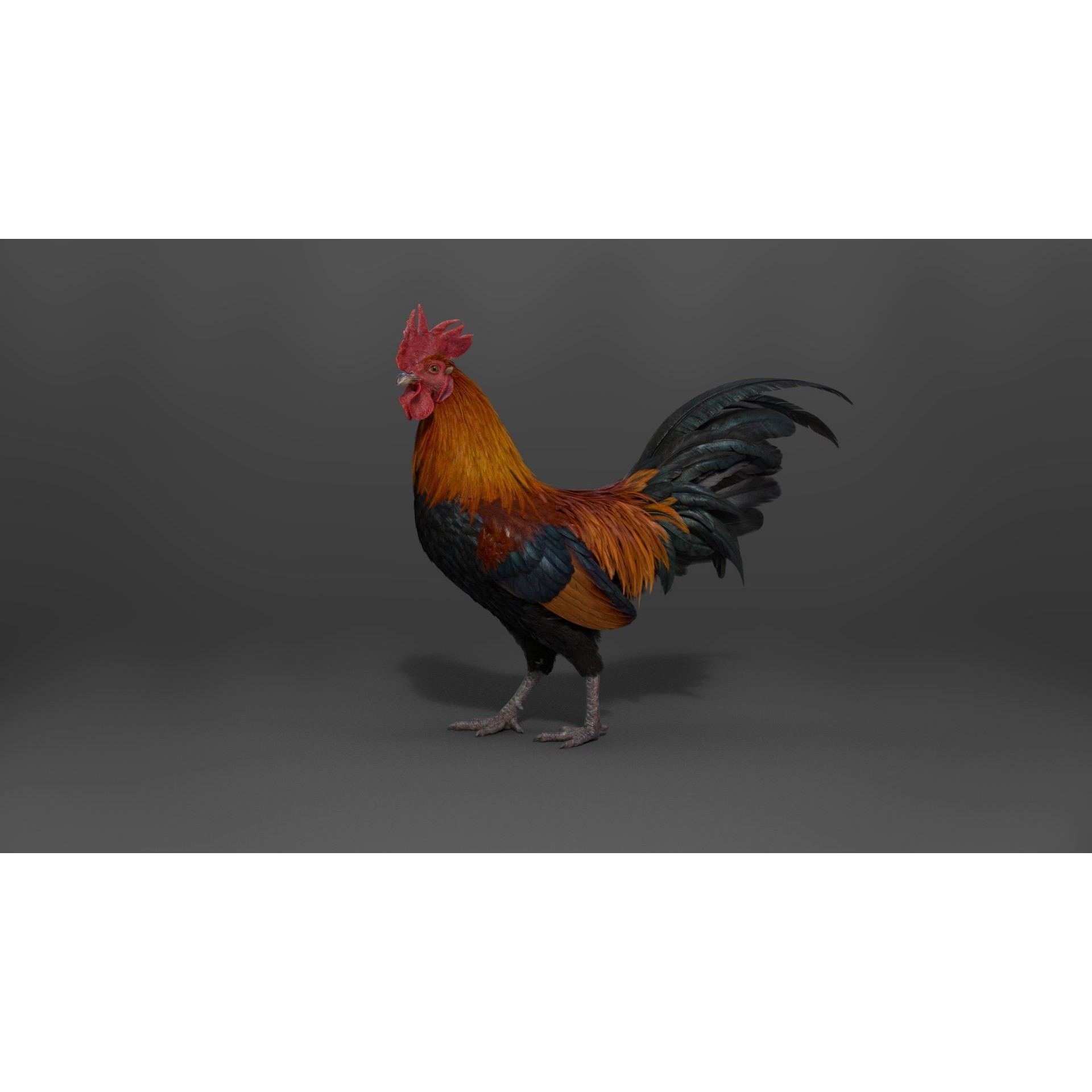 Black Cock - Rigged Animated Game-Ready 3D Model - View 7