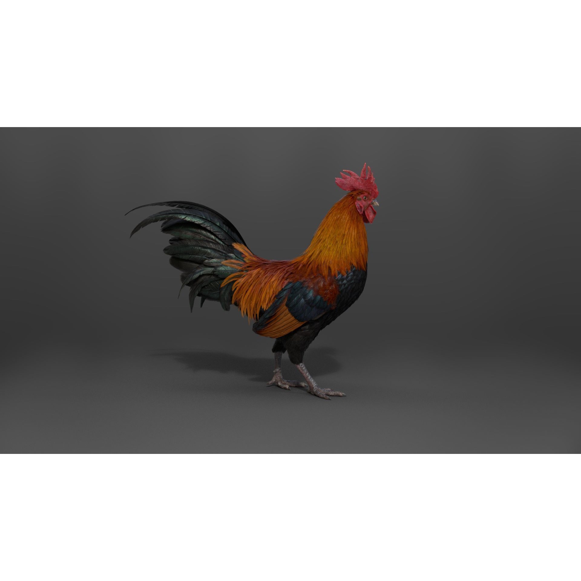 Black Cock - Rigged Animated Game-Ready 3D Model - View 8
