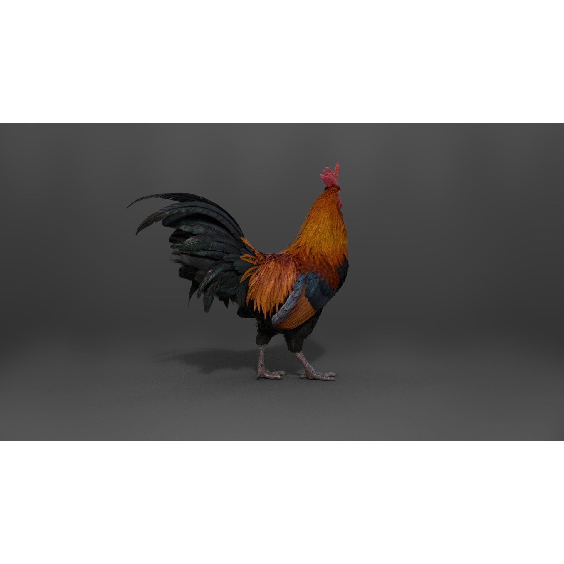 Black Cock - Rigged Animated Game-Ready 3D Model - View 9