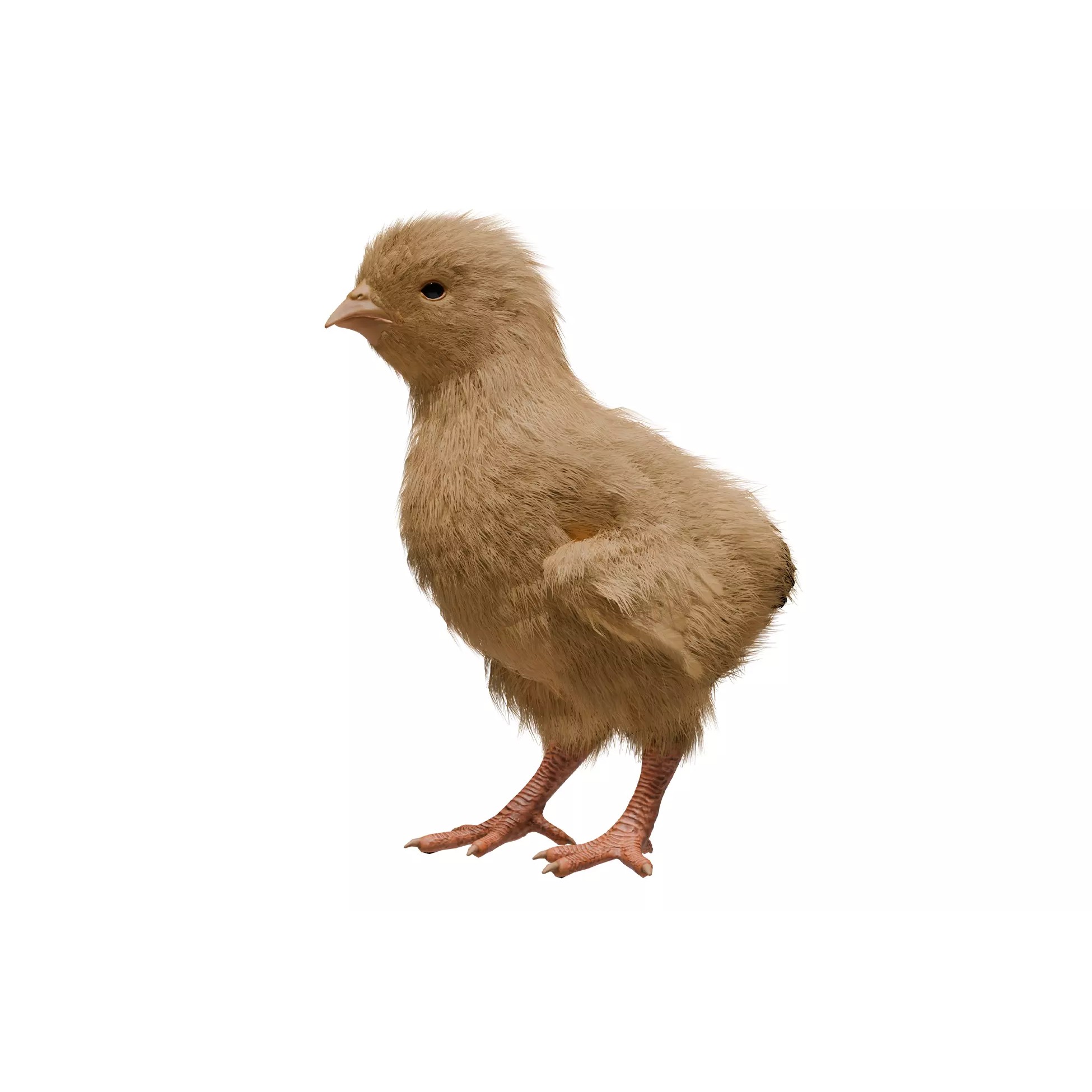 Feathered Chick - Low-Poly Game-Ready 3D Model - View 2