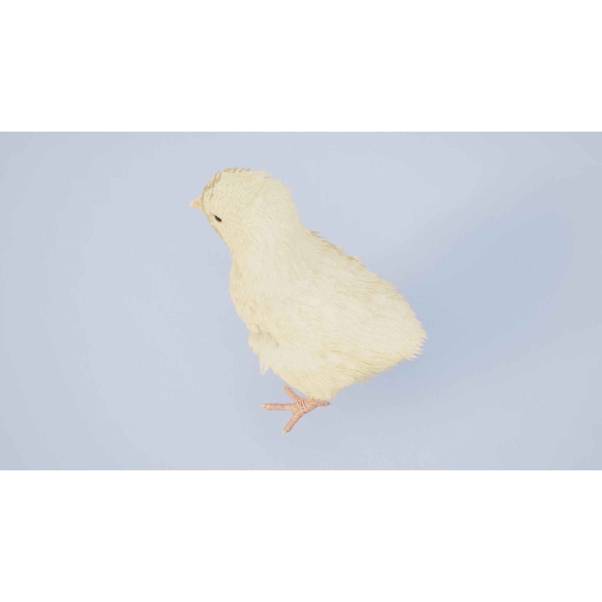 Feathered Chick - Low-Poly Game-Ready 3D Model - View 5