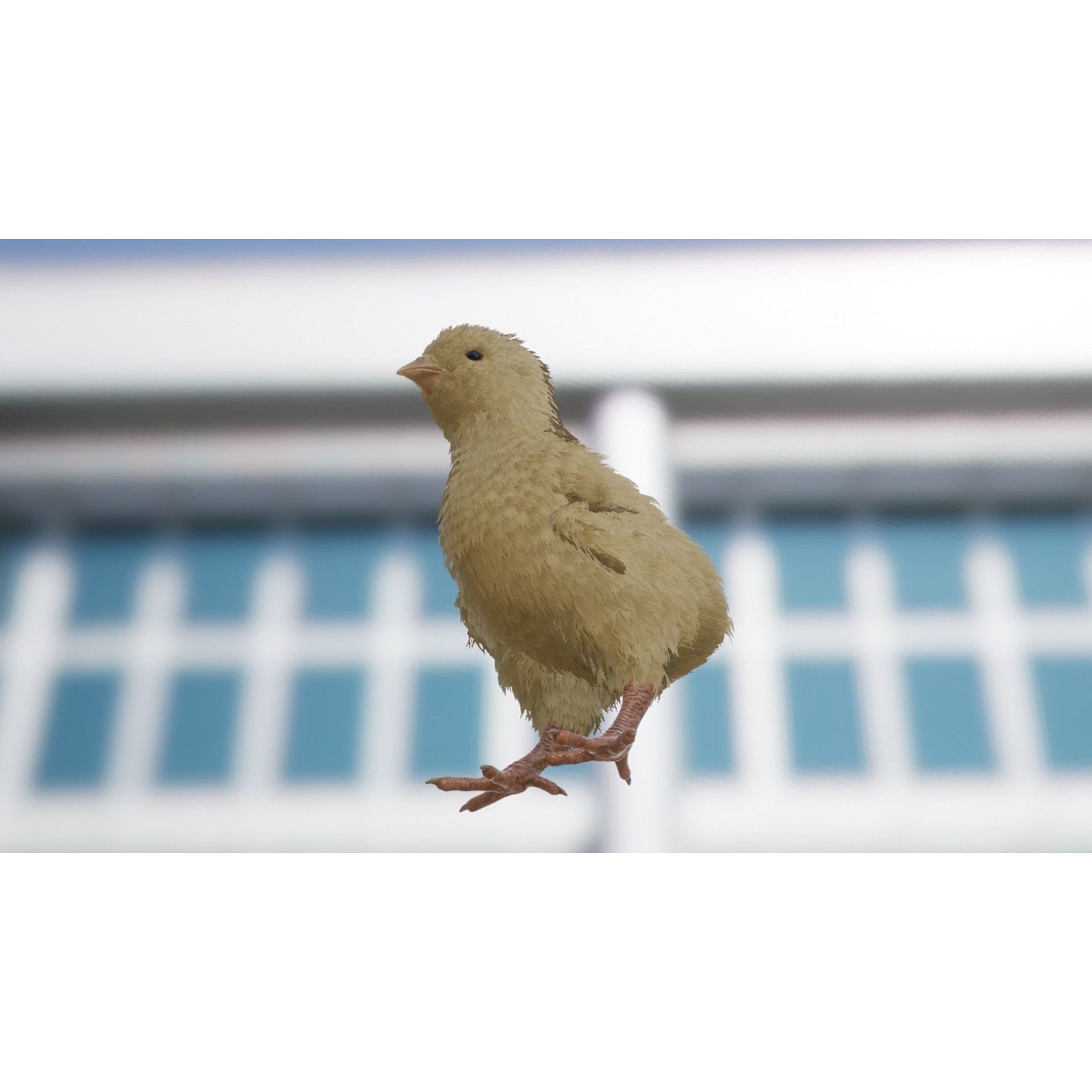 Feathered Chick - Low-Poly Game-Ready 3D Model - View 6