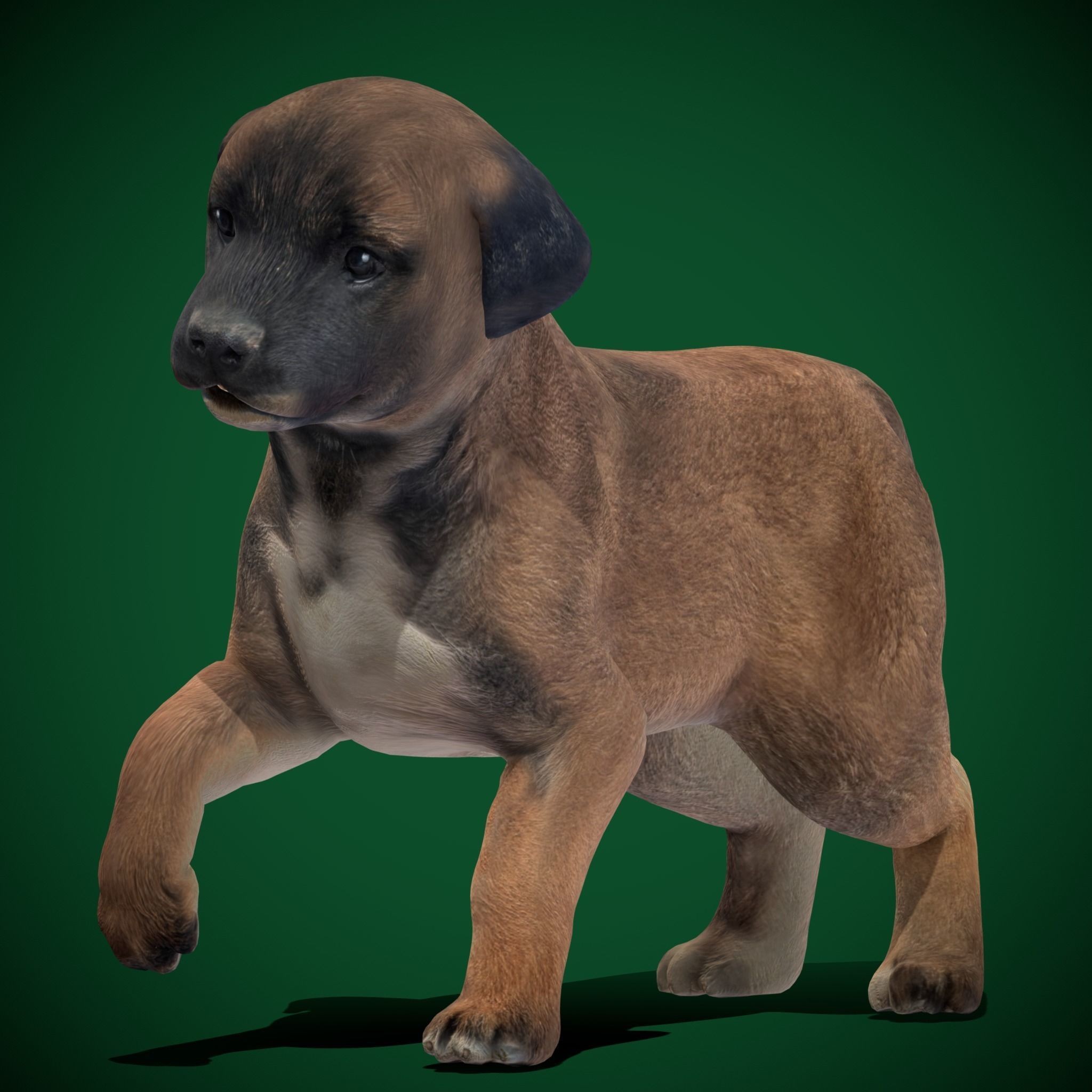 Belgian Shepherd Puppy - Game-Ready 3D Model - View 12