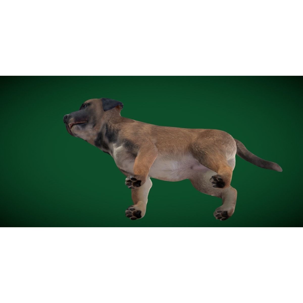 Belgian Shepherd Puppy - Game-Ready 3D Model - View 13